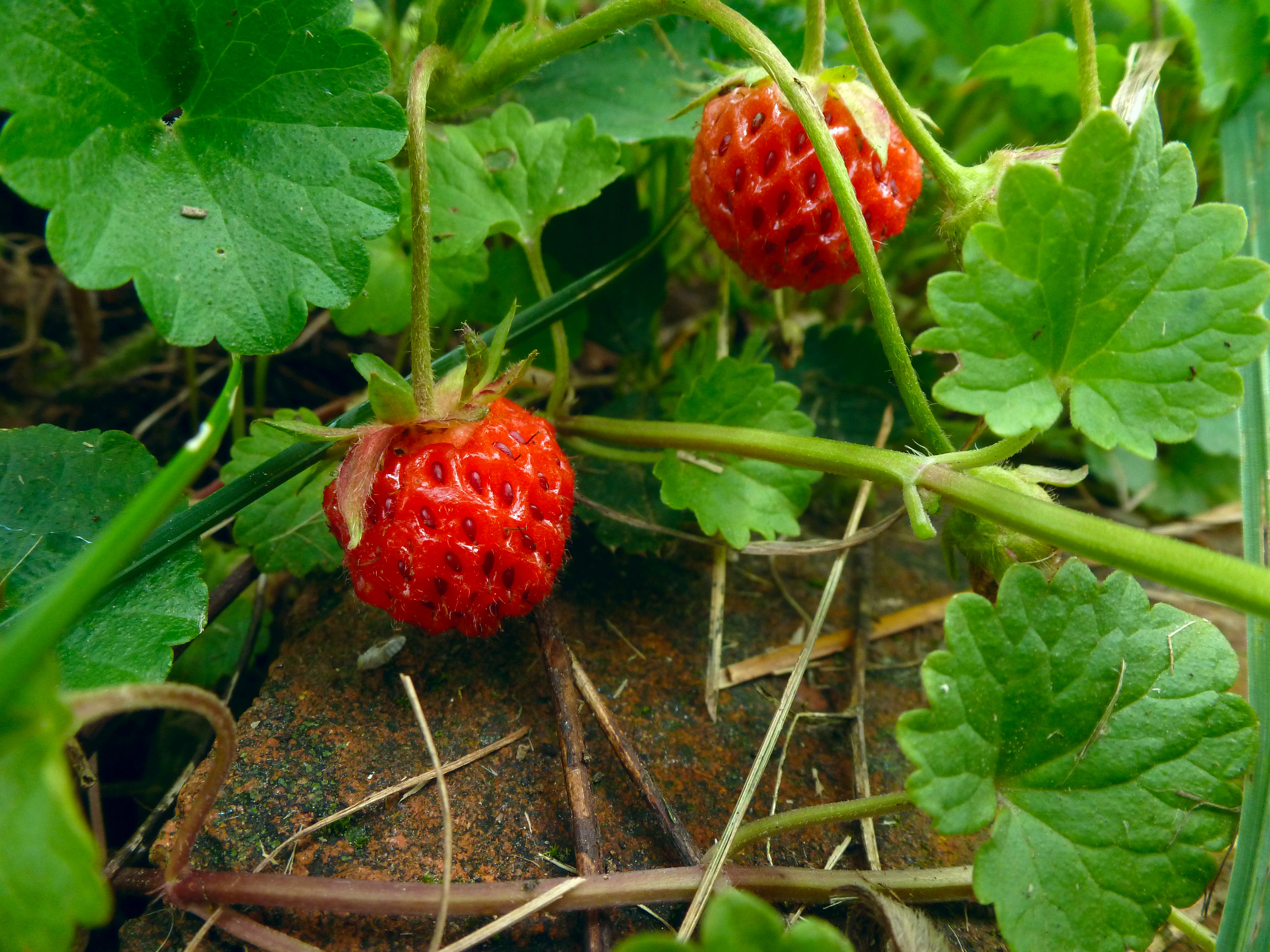 Ground Ivy fruit identification view
