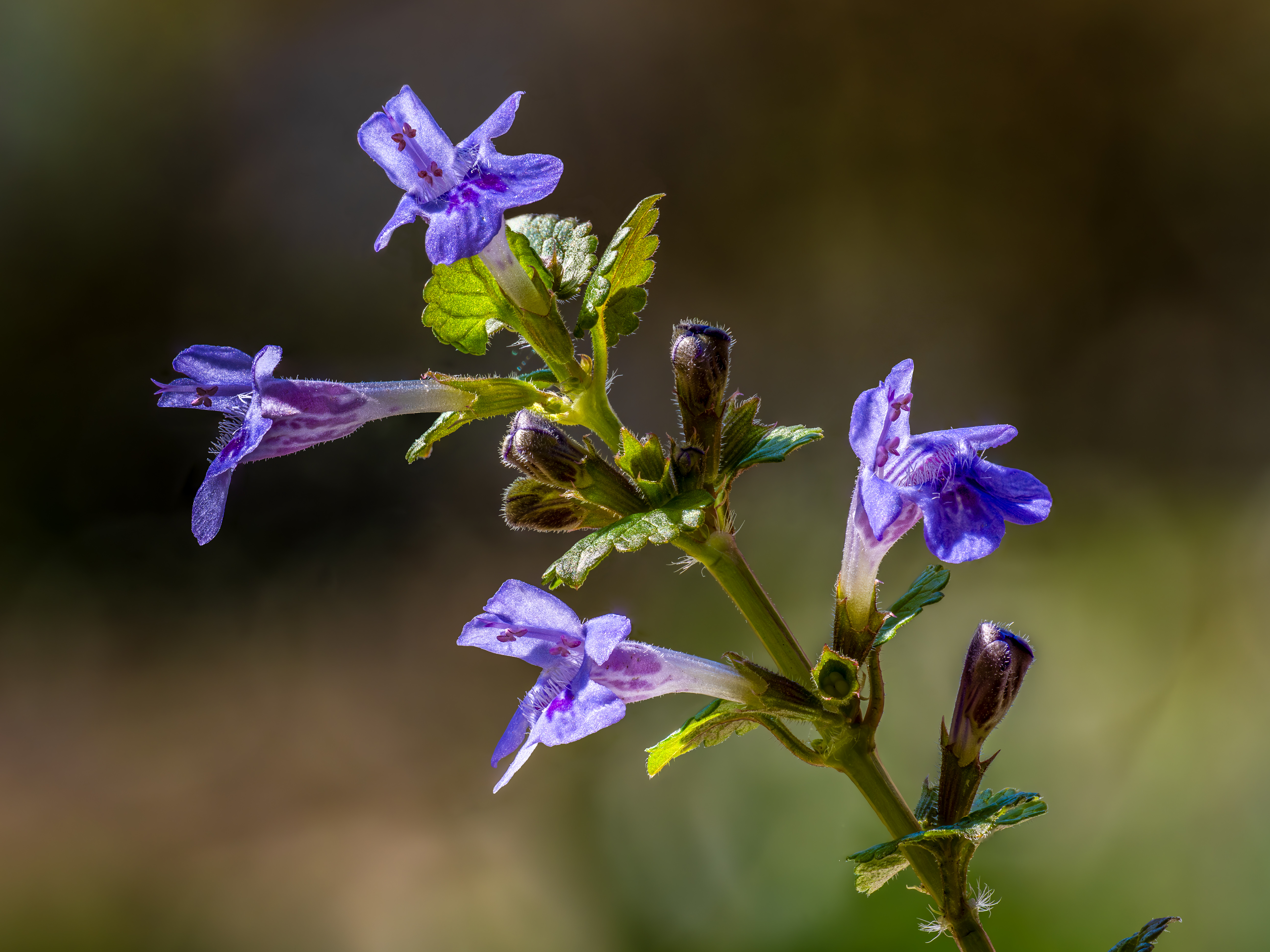 Ground Ivy plant identification view