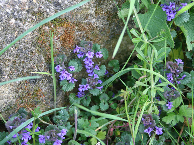 Ground Ivy stem identification view