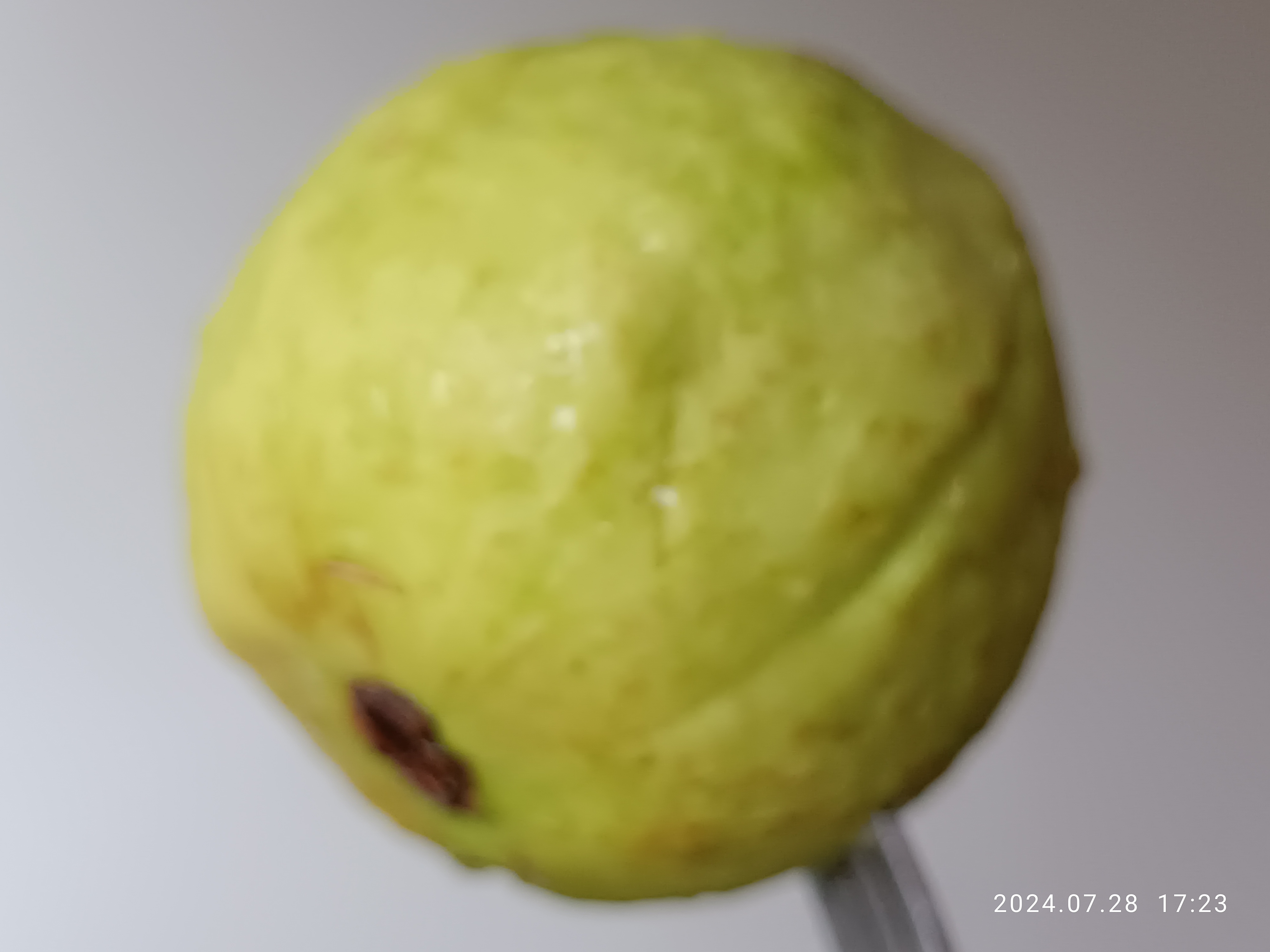 Guava fruit identification view