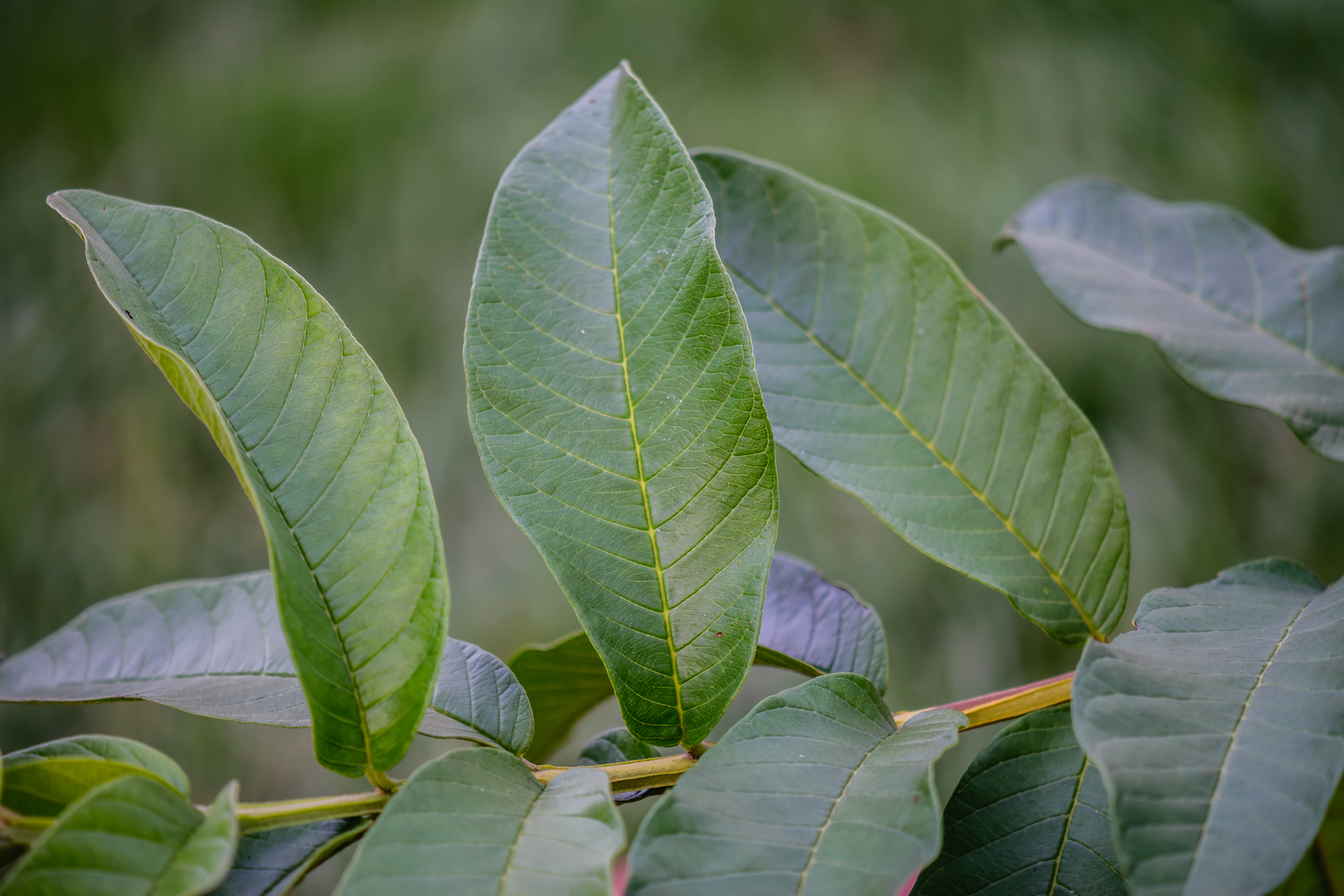 Guava leaf identification view