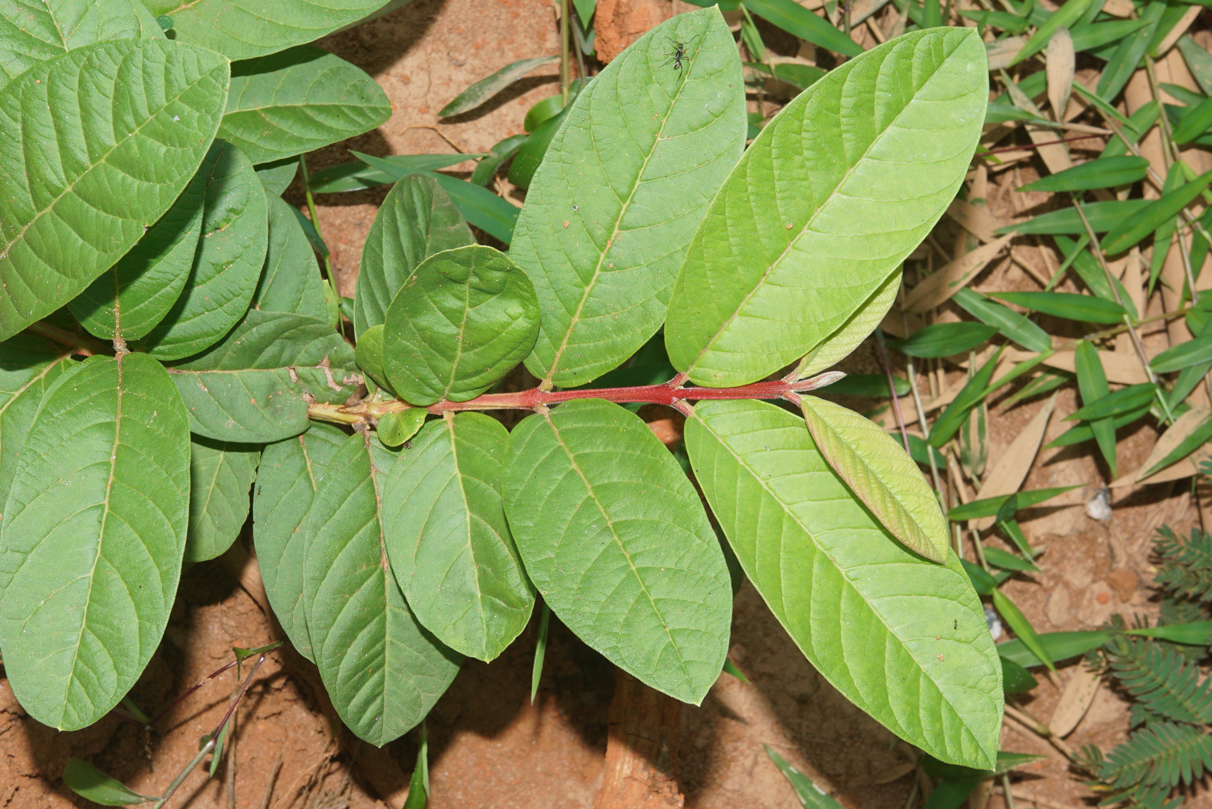 Guava plant identification view