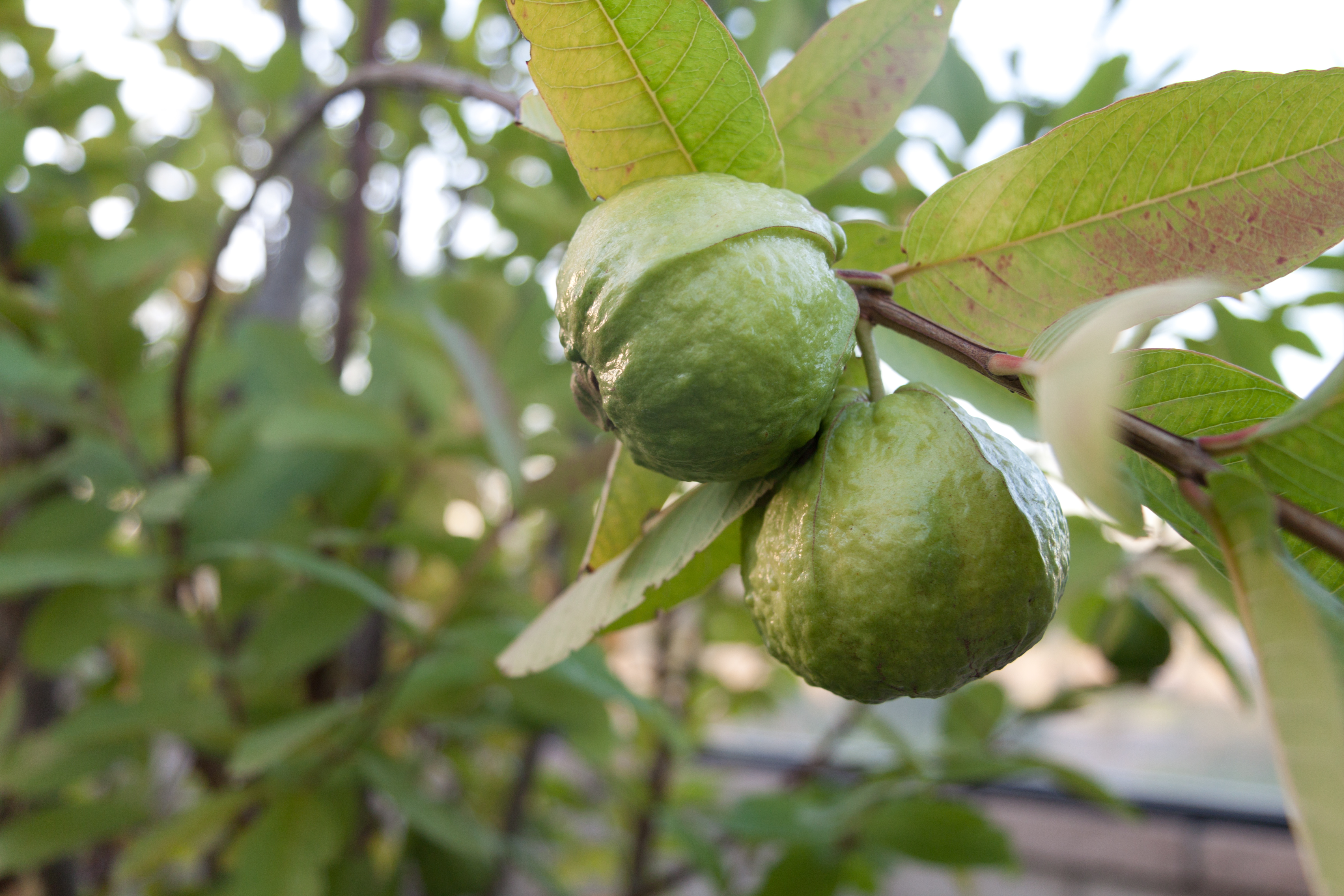 Guava stem identification view