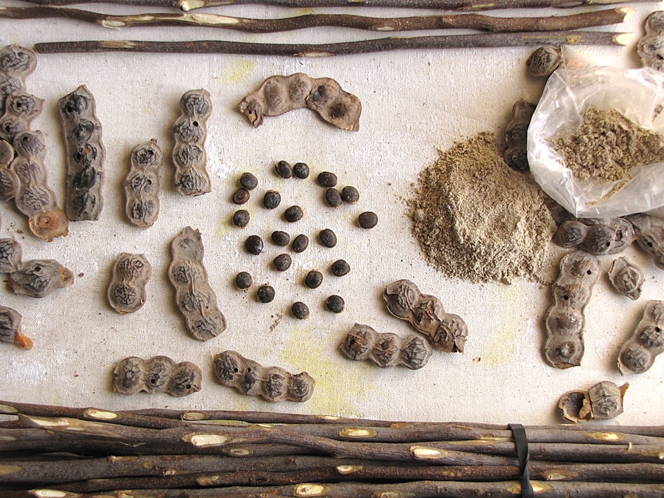 Gum arabic fruit identification view
