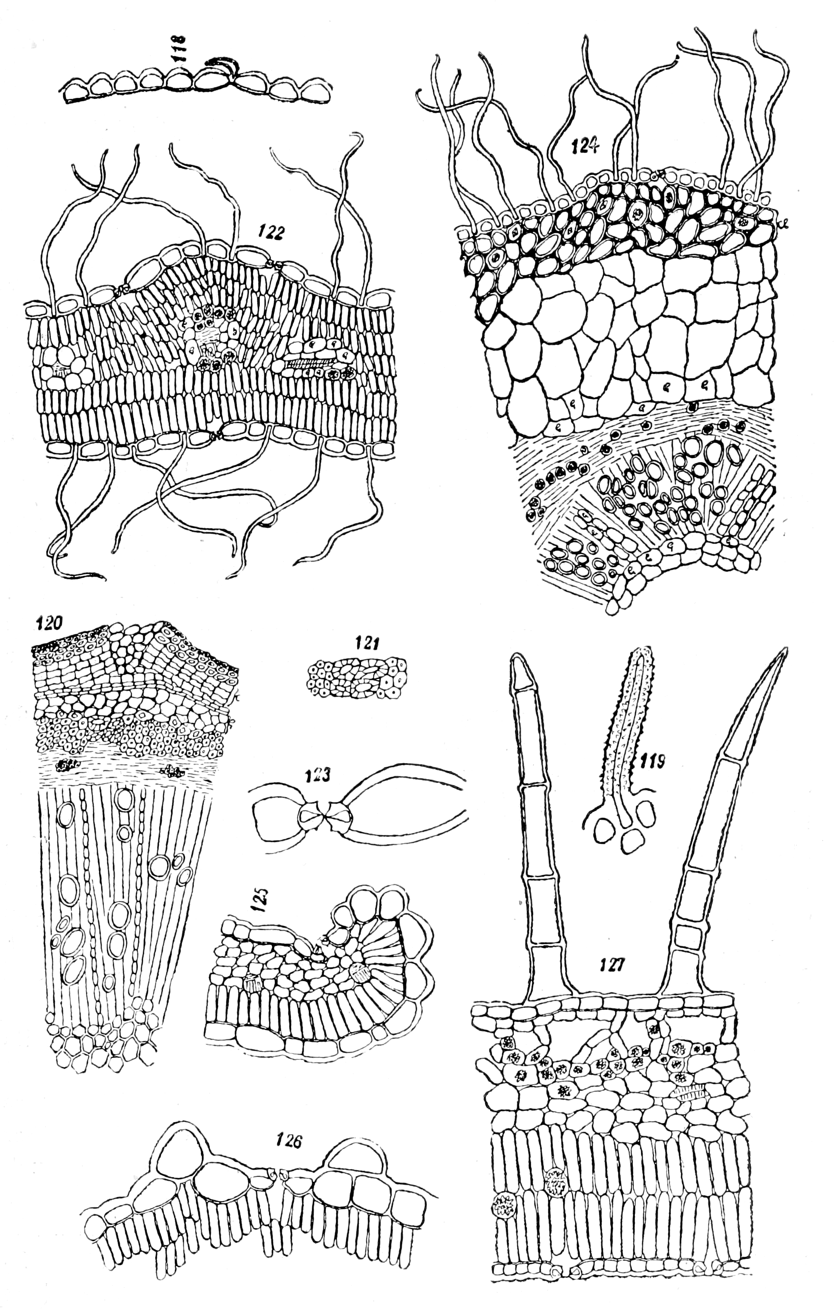 Gum arabic leaf identification view