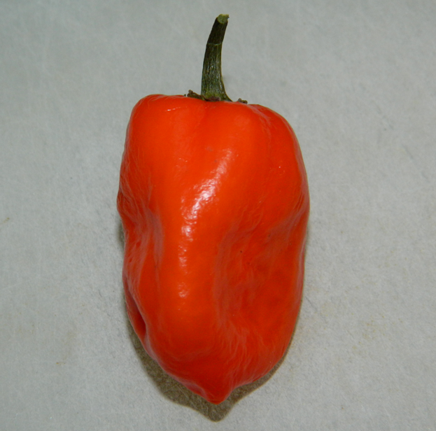 Habanero Pepper fruit identification view