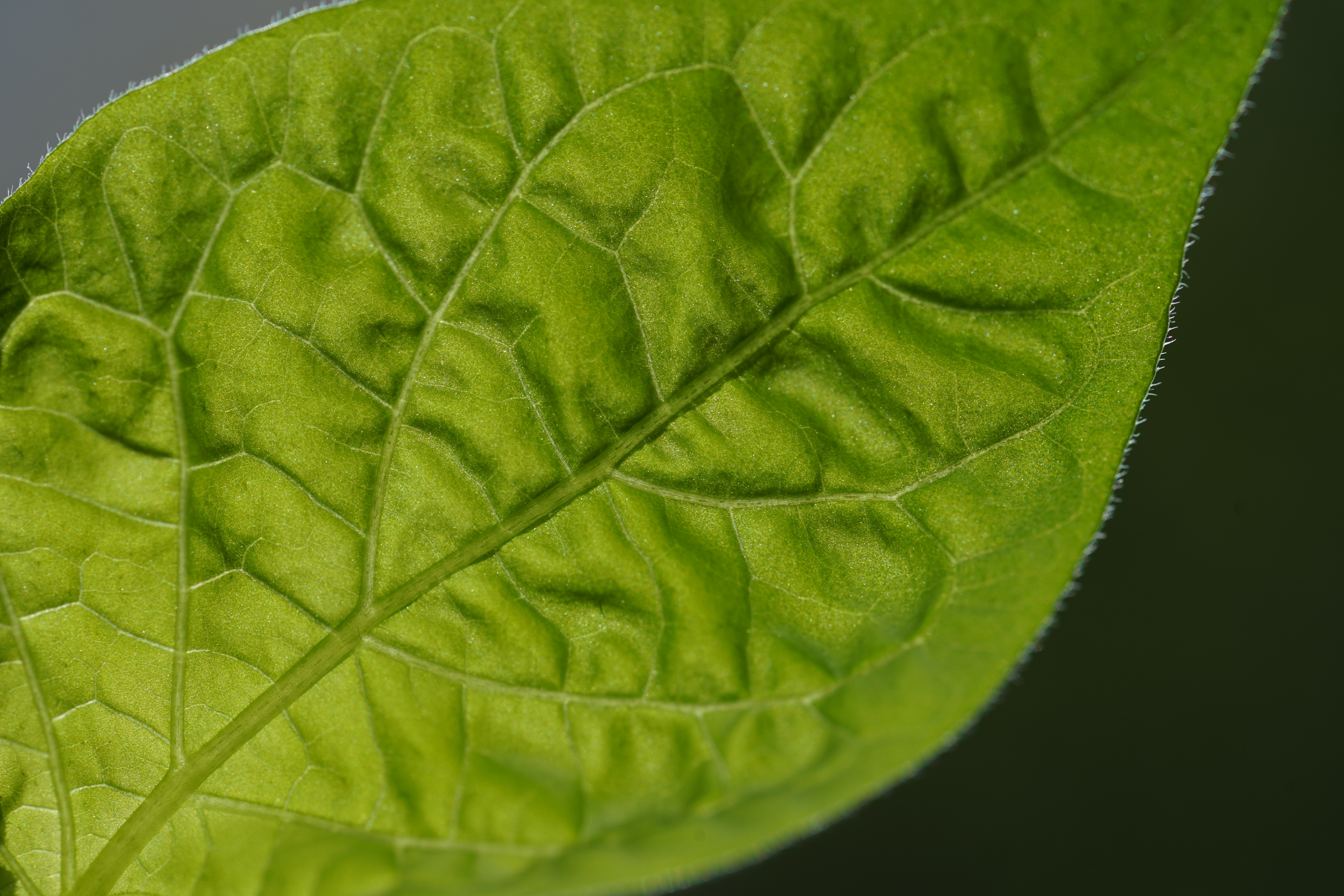 Habanero Pepper leaf identification view