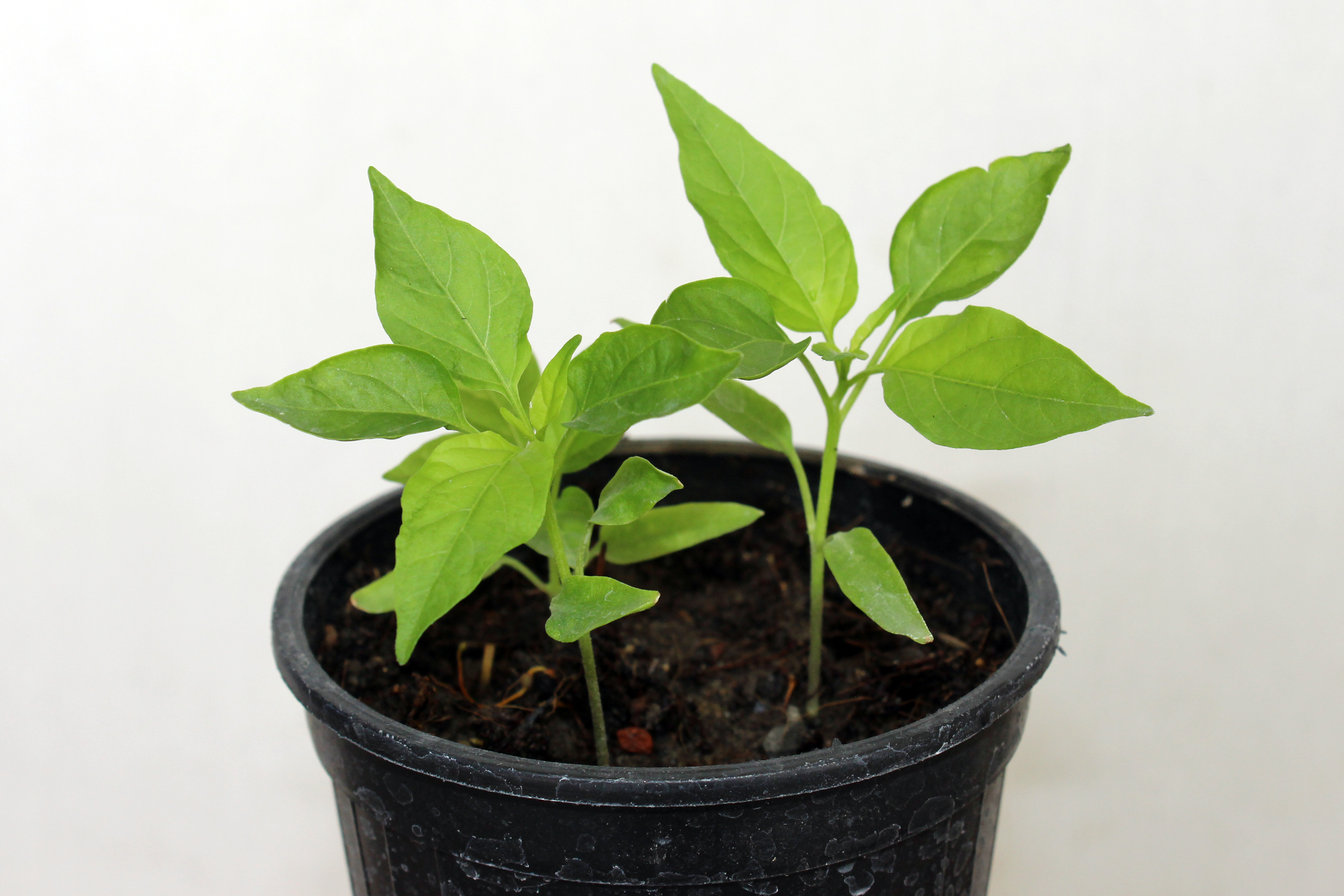 Habanero Pepper plant identification view