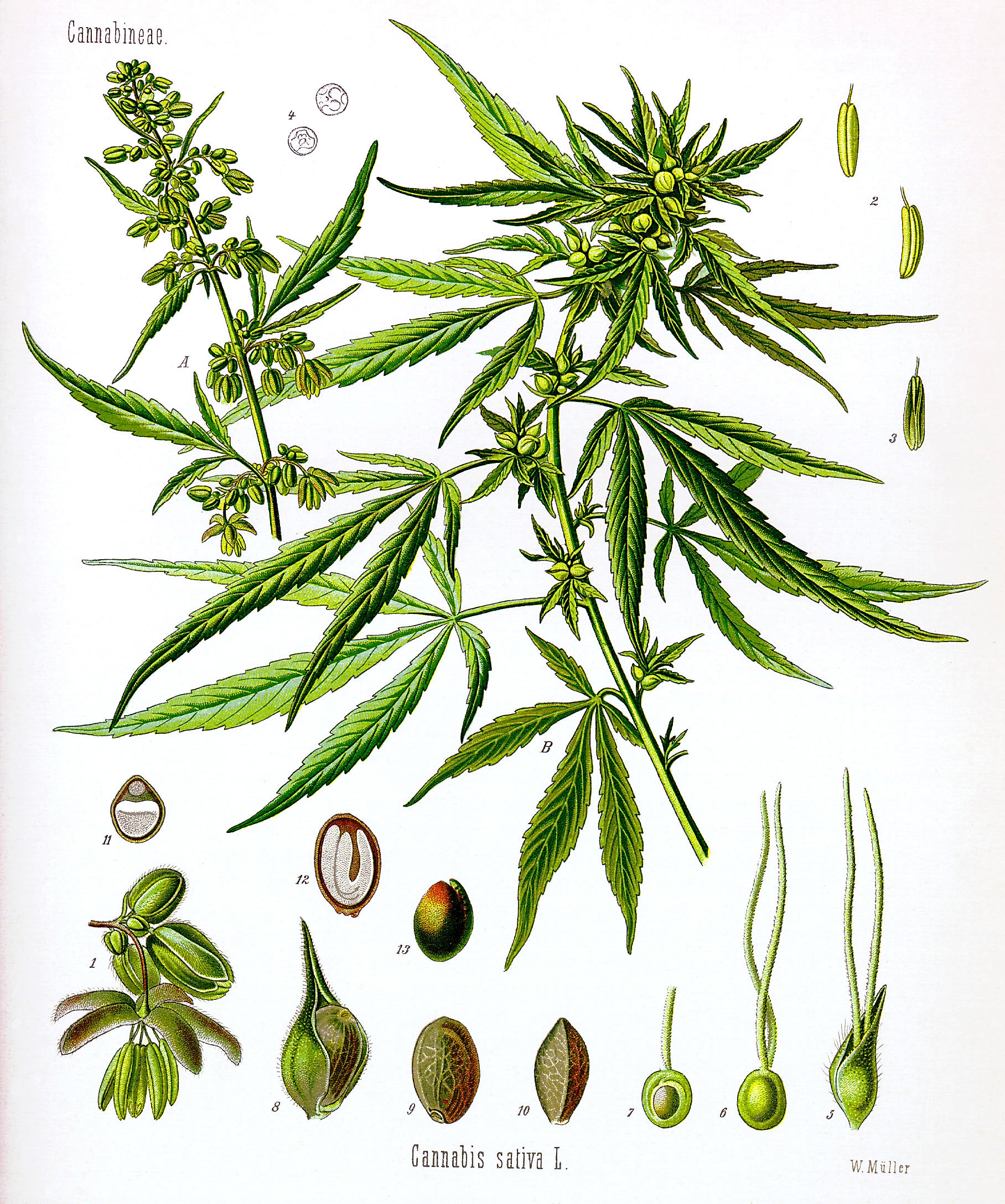 Hemp, Cannabis, Marijuana, Indian hemp, Ganja fruit identification view