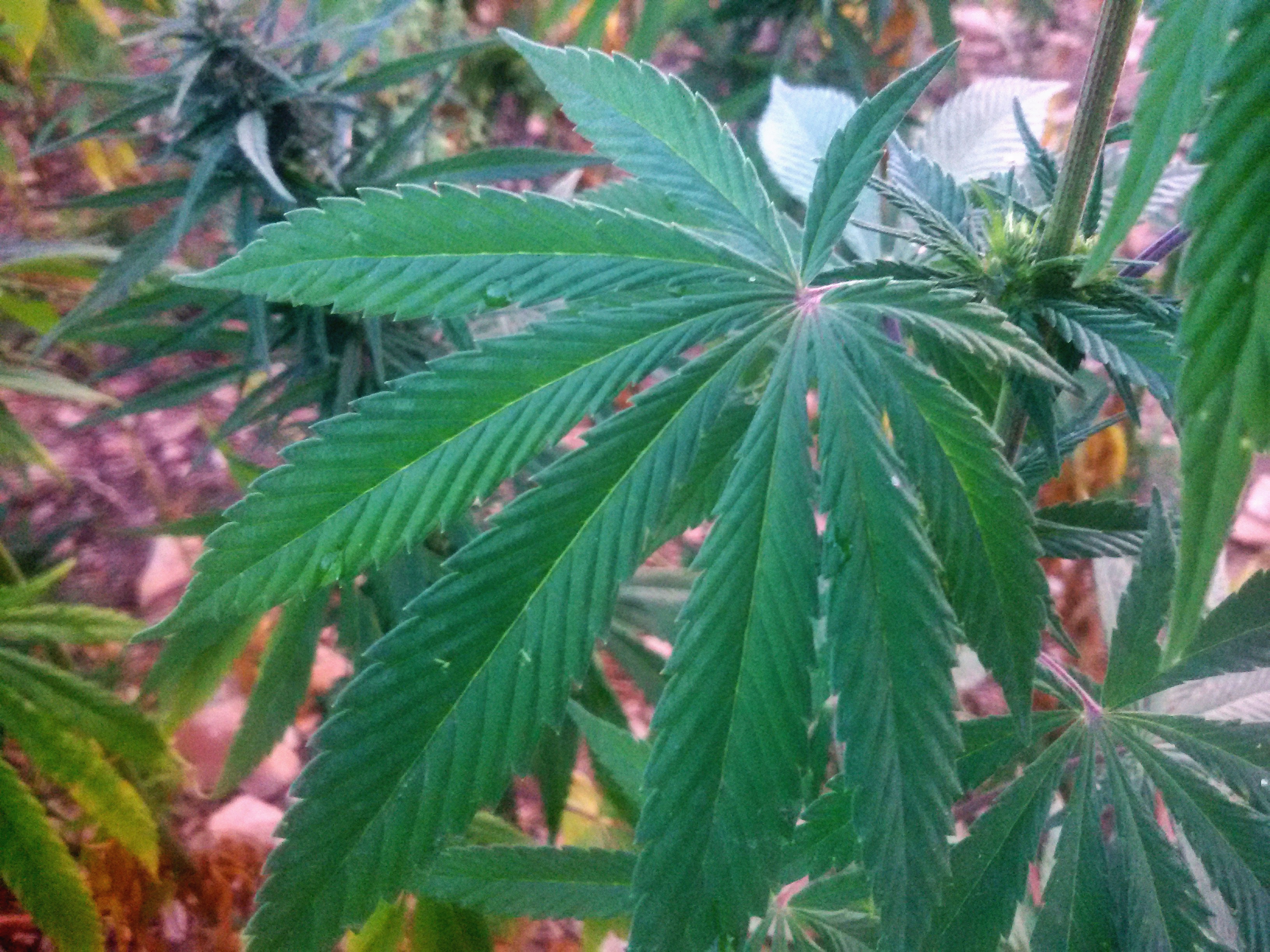Hemp, Cannabis, Marijuana, Indian hemp, Ganja leaf identification view