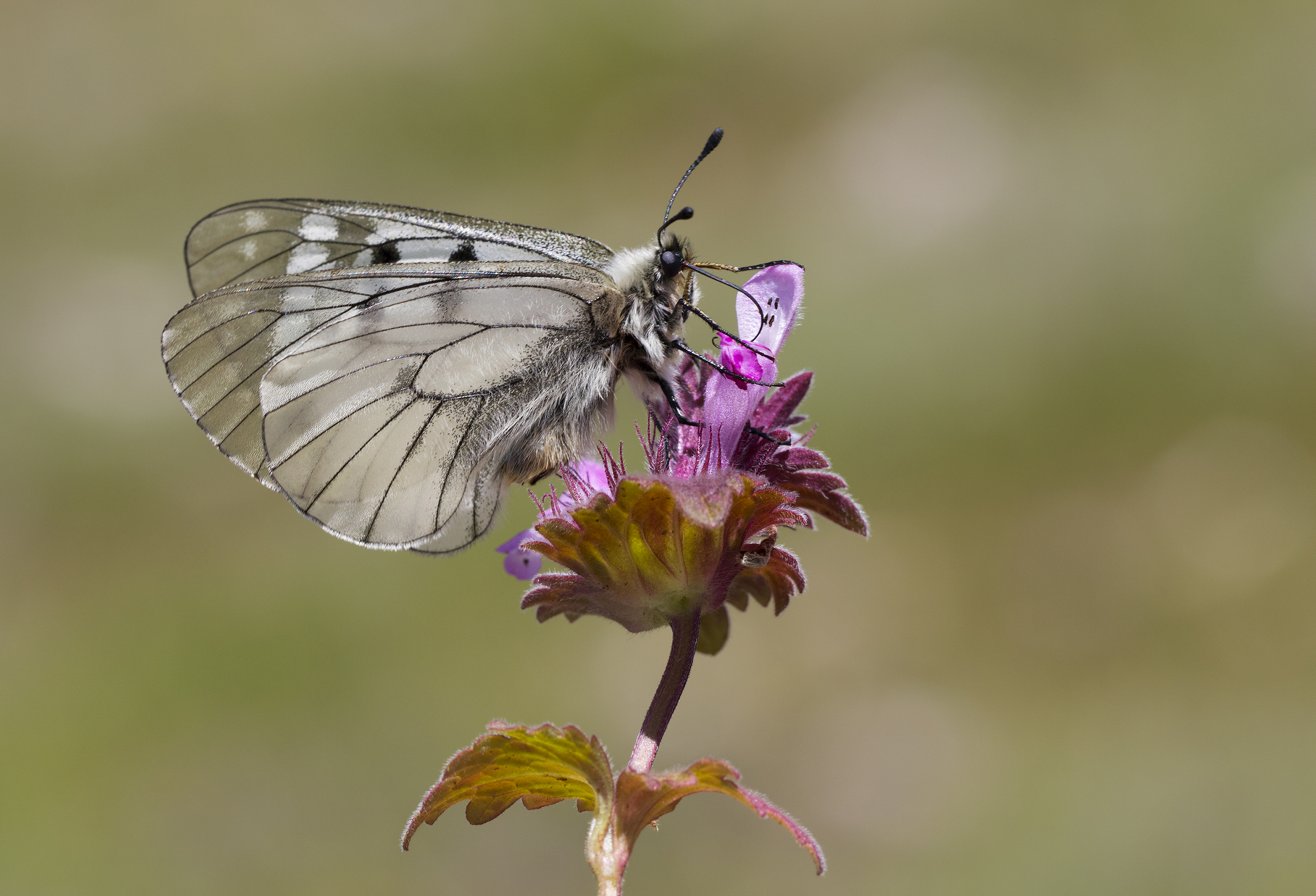 Henbit flower identification view