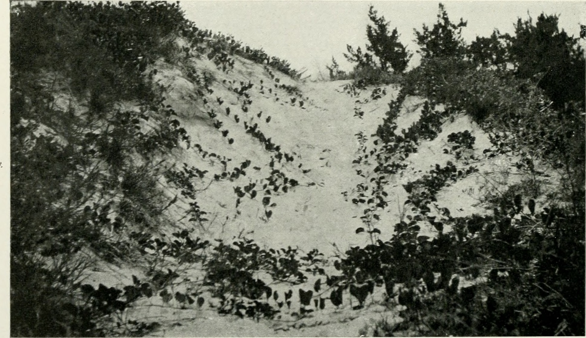 Henbit fruit identification view