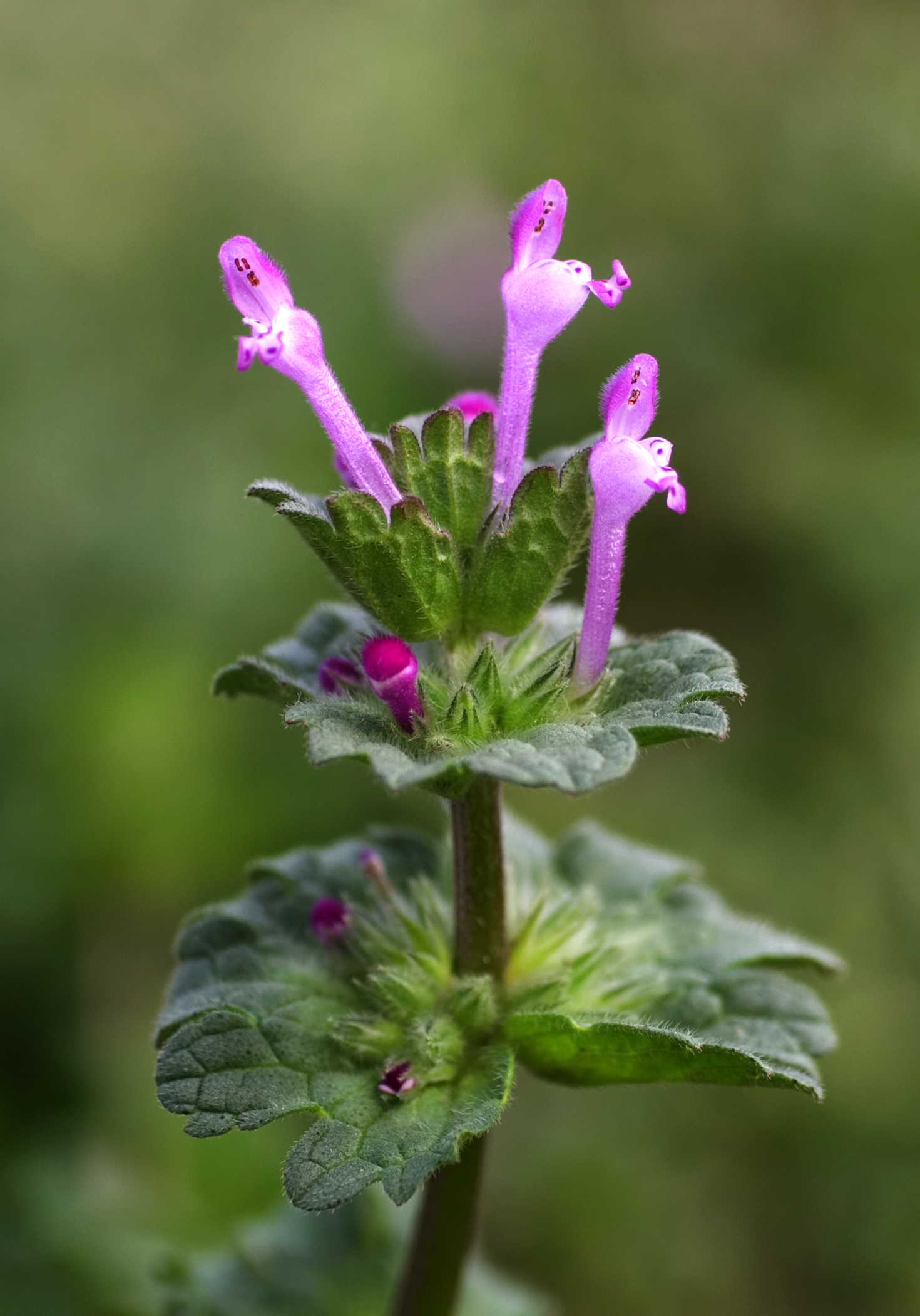 Henbit plant identification view