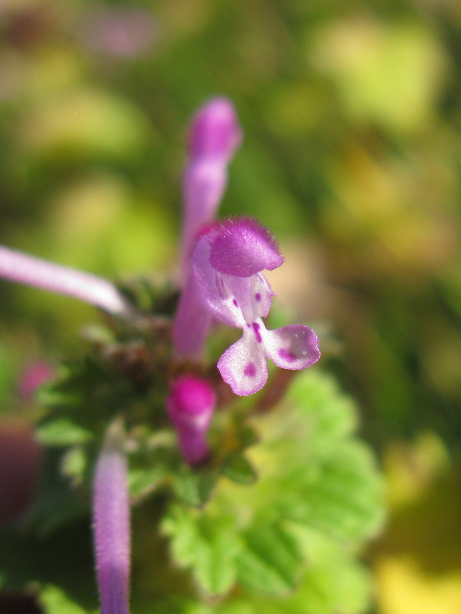Henbit stem identification view