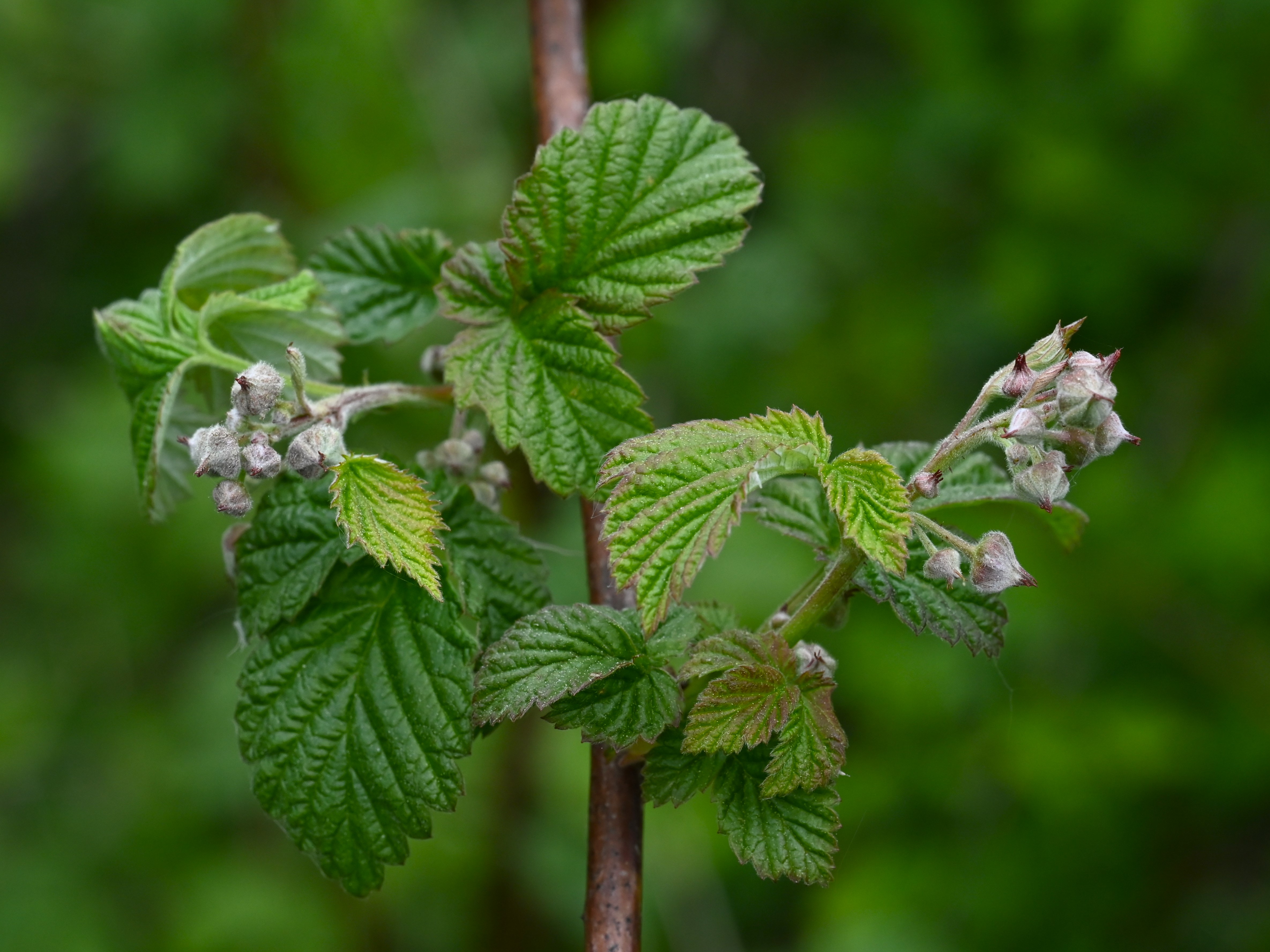Heritage Raspberry flower identification view