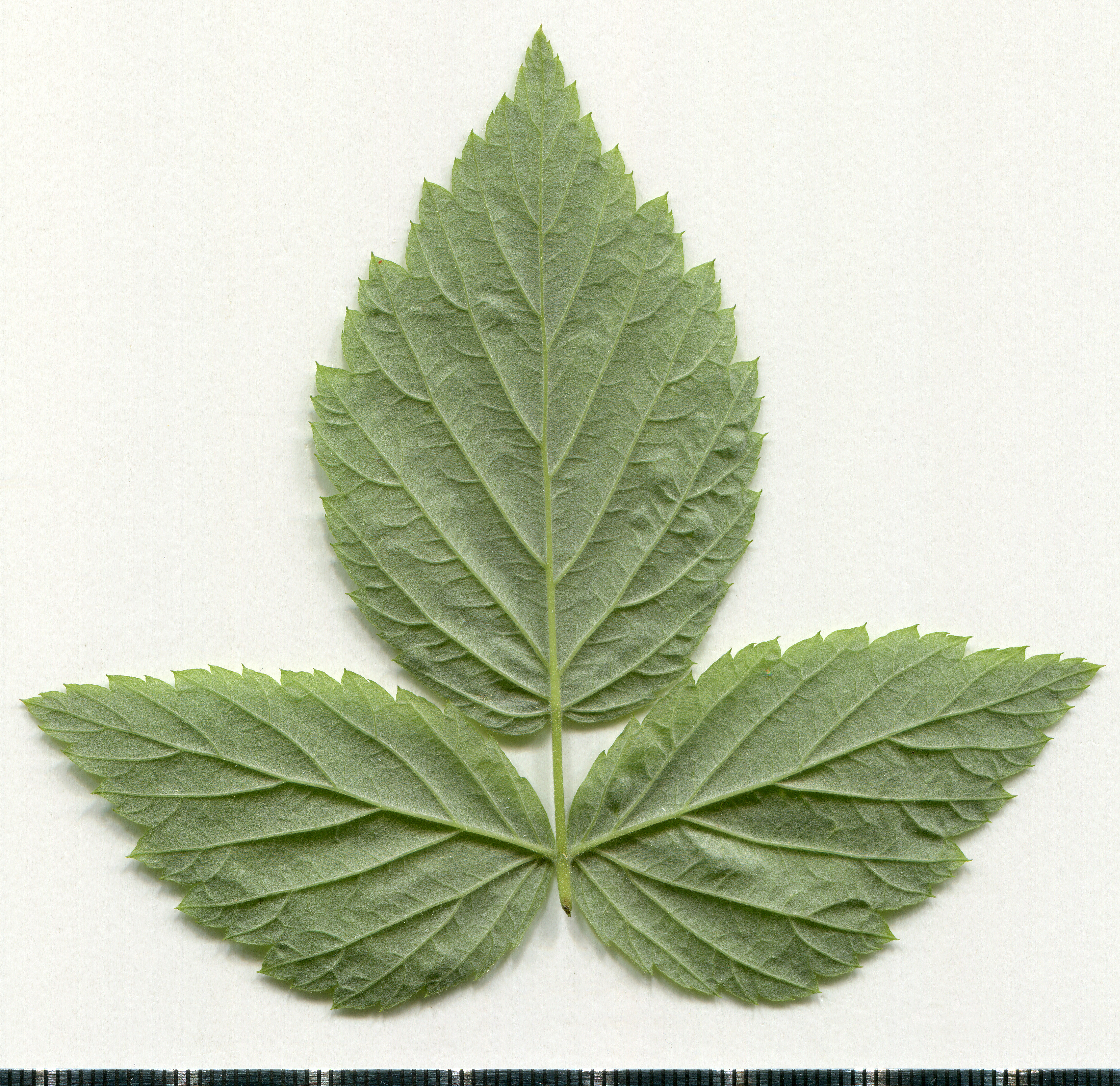 Heritage Raspberry leaf identification view