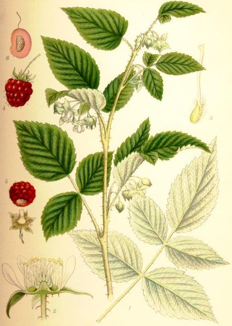 Heritage Raspberry stem identification view