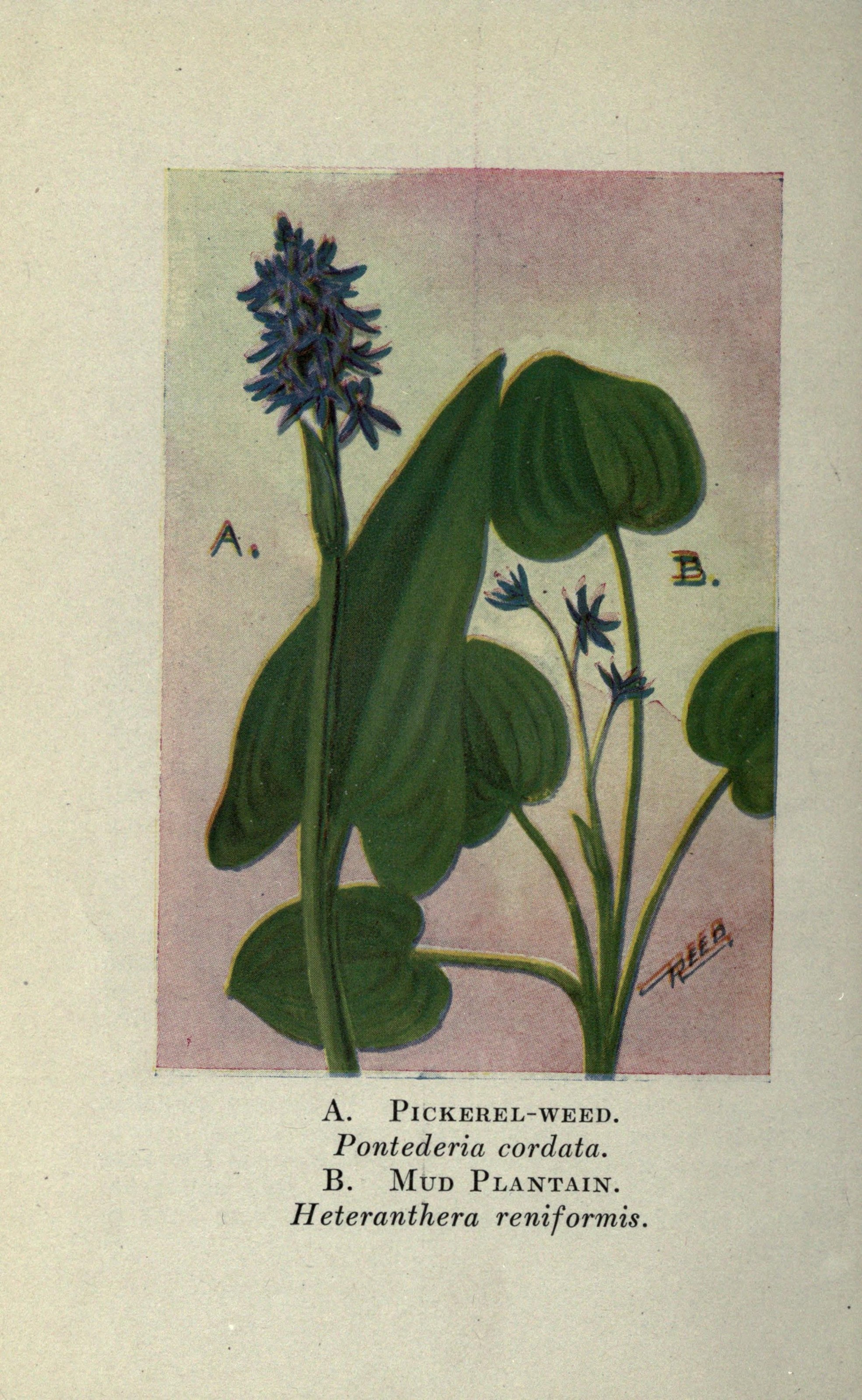 Heteranthera flower identification view