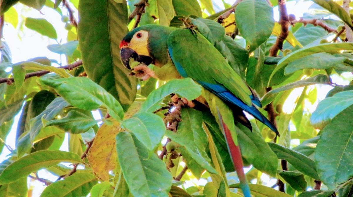 Heteranthera fruit identification view