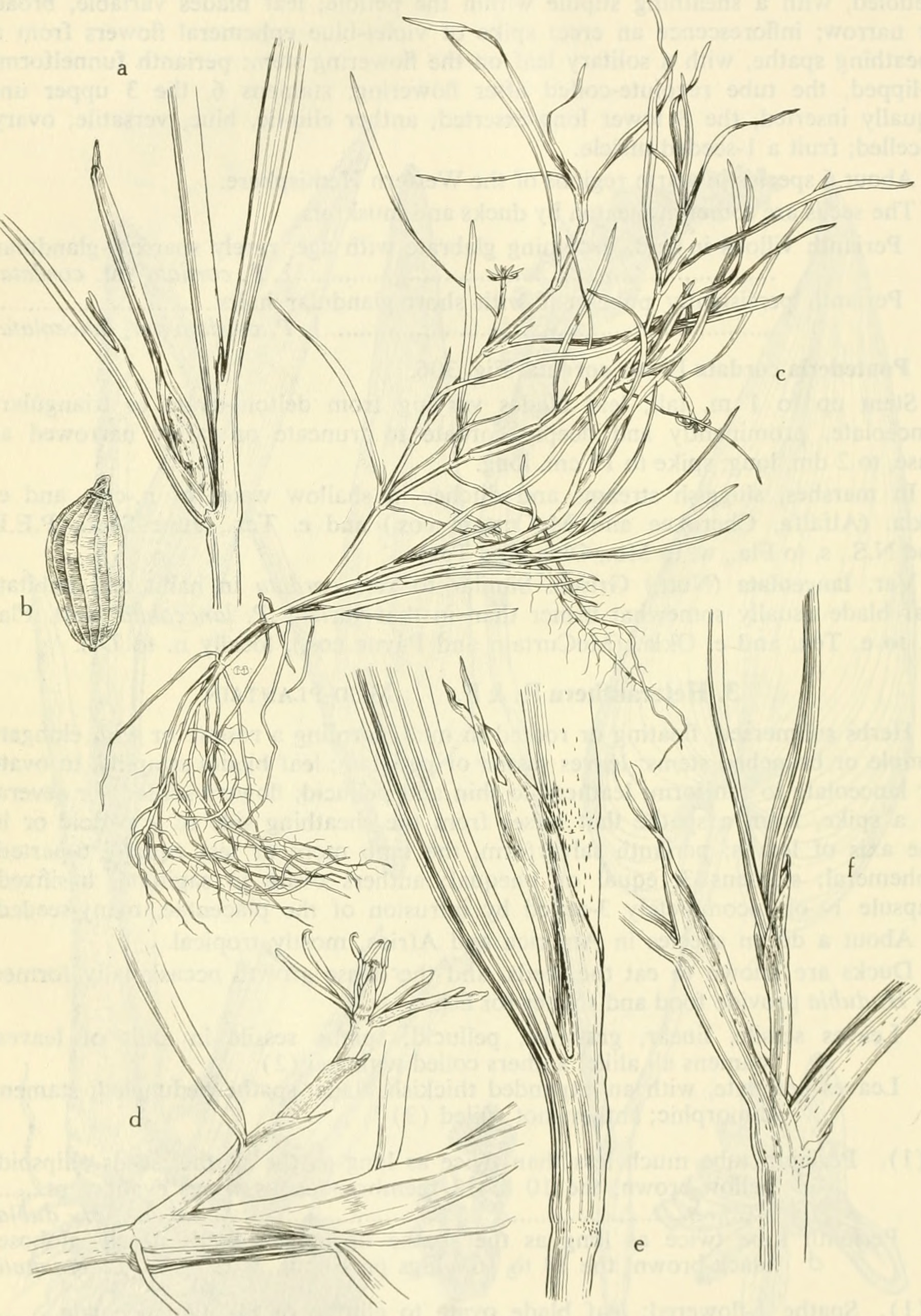Heteranthera leaf identification view