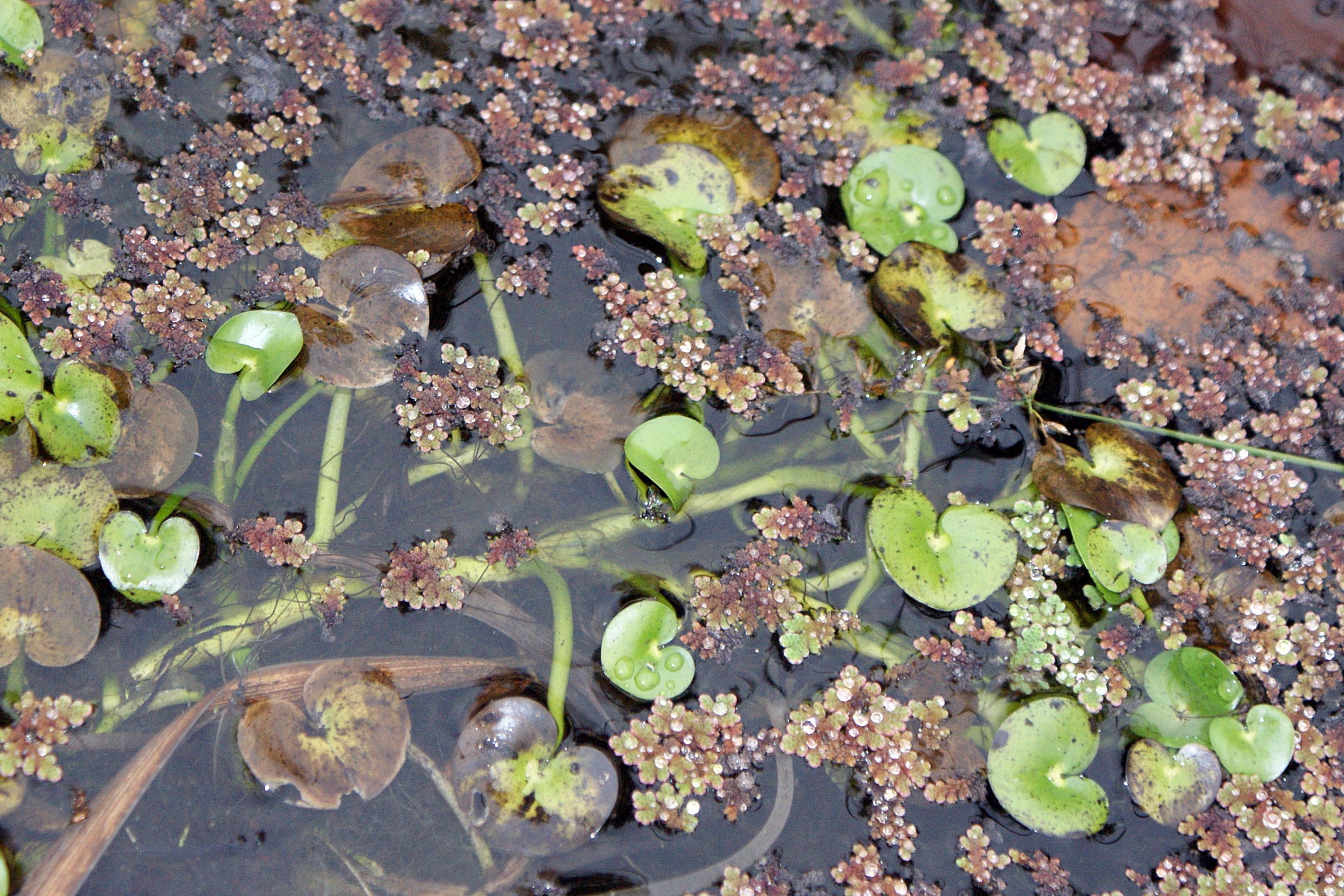 Heteranthera plant identification view