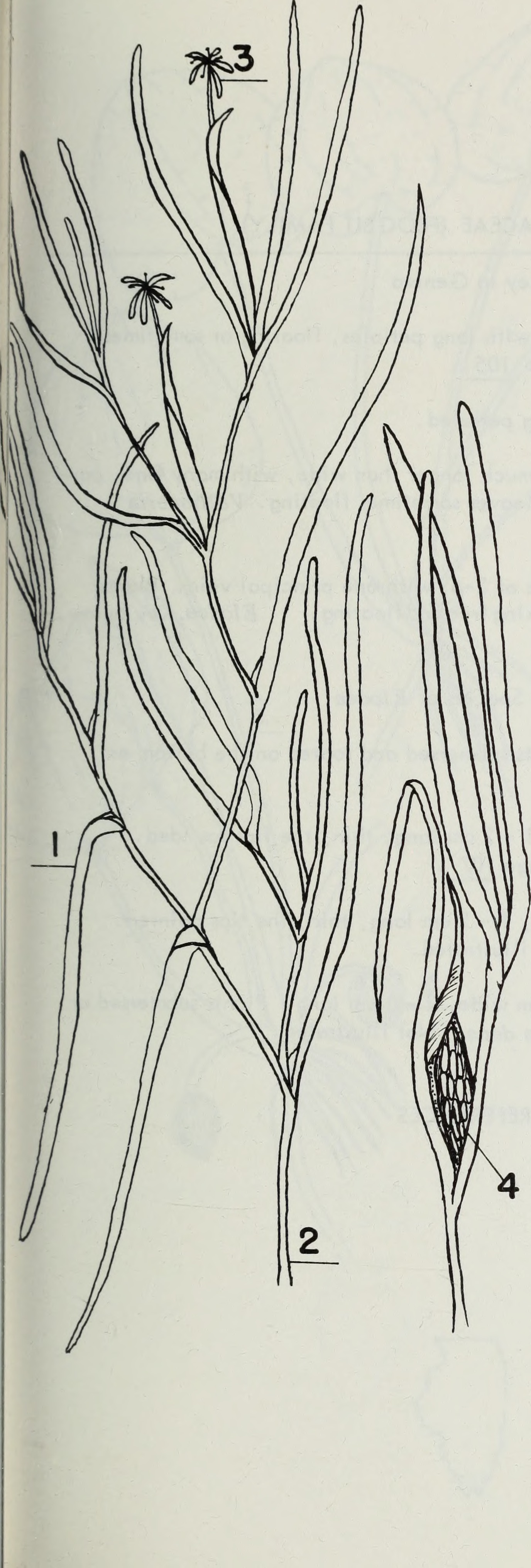Heteranthera stem identification view