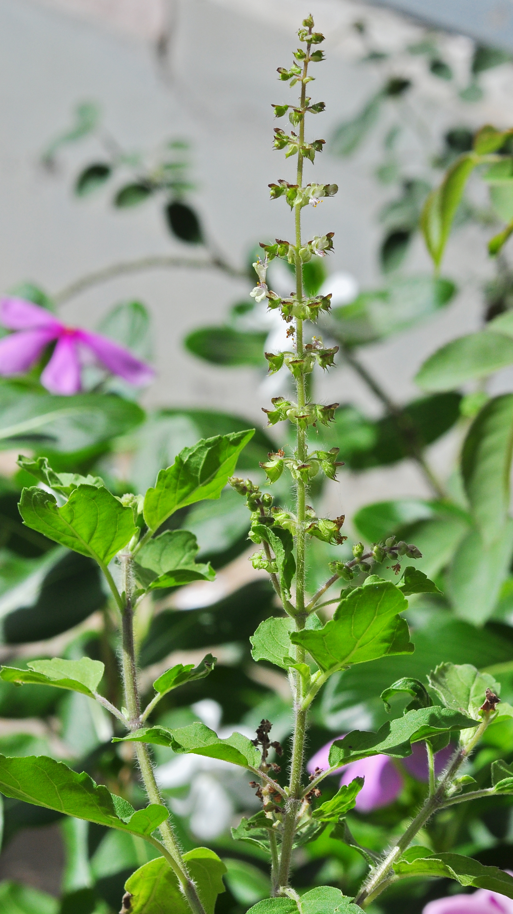 Tulsi or holy basil flower identification view