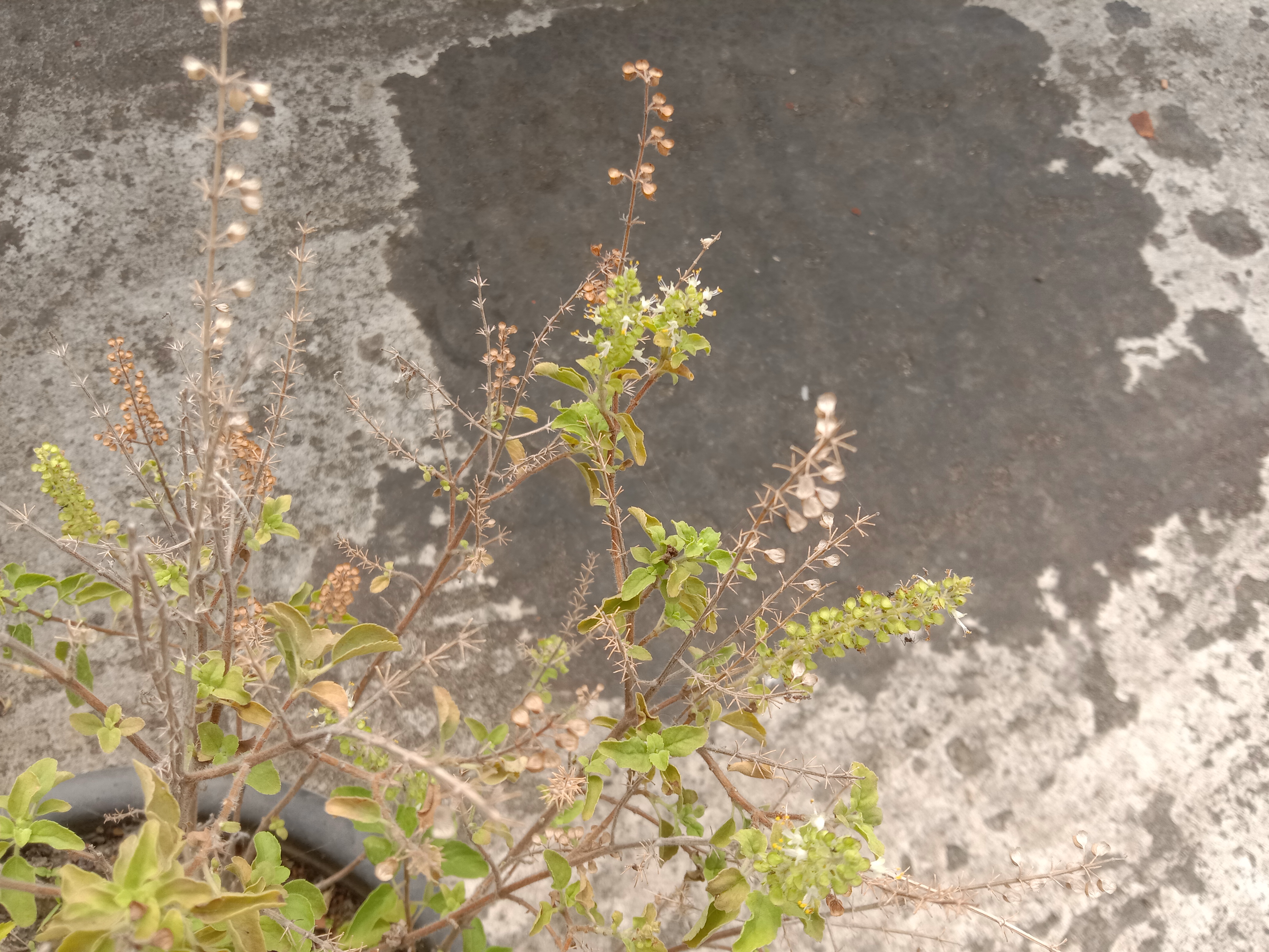 Tulsi or holy basil fruit identification view