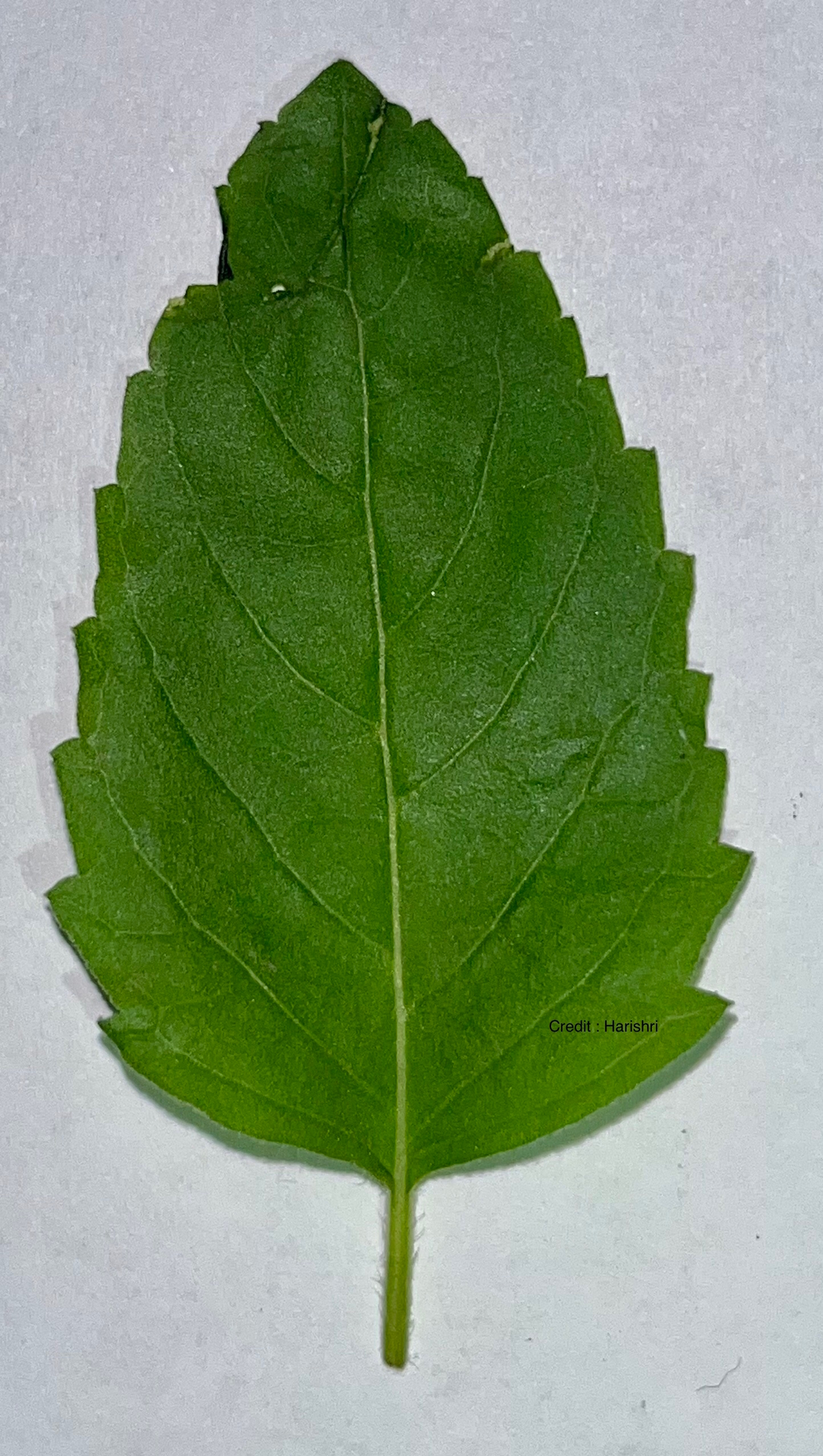 Tulsi or holy basil leaf identification view