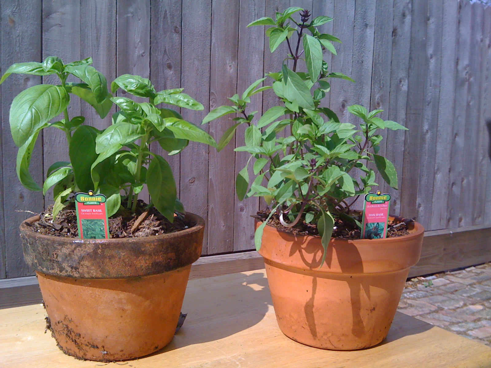 Tulsi or holy basil stem identification view