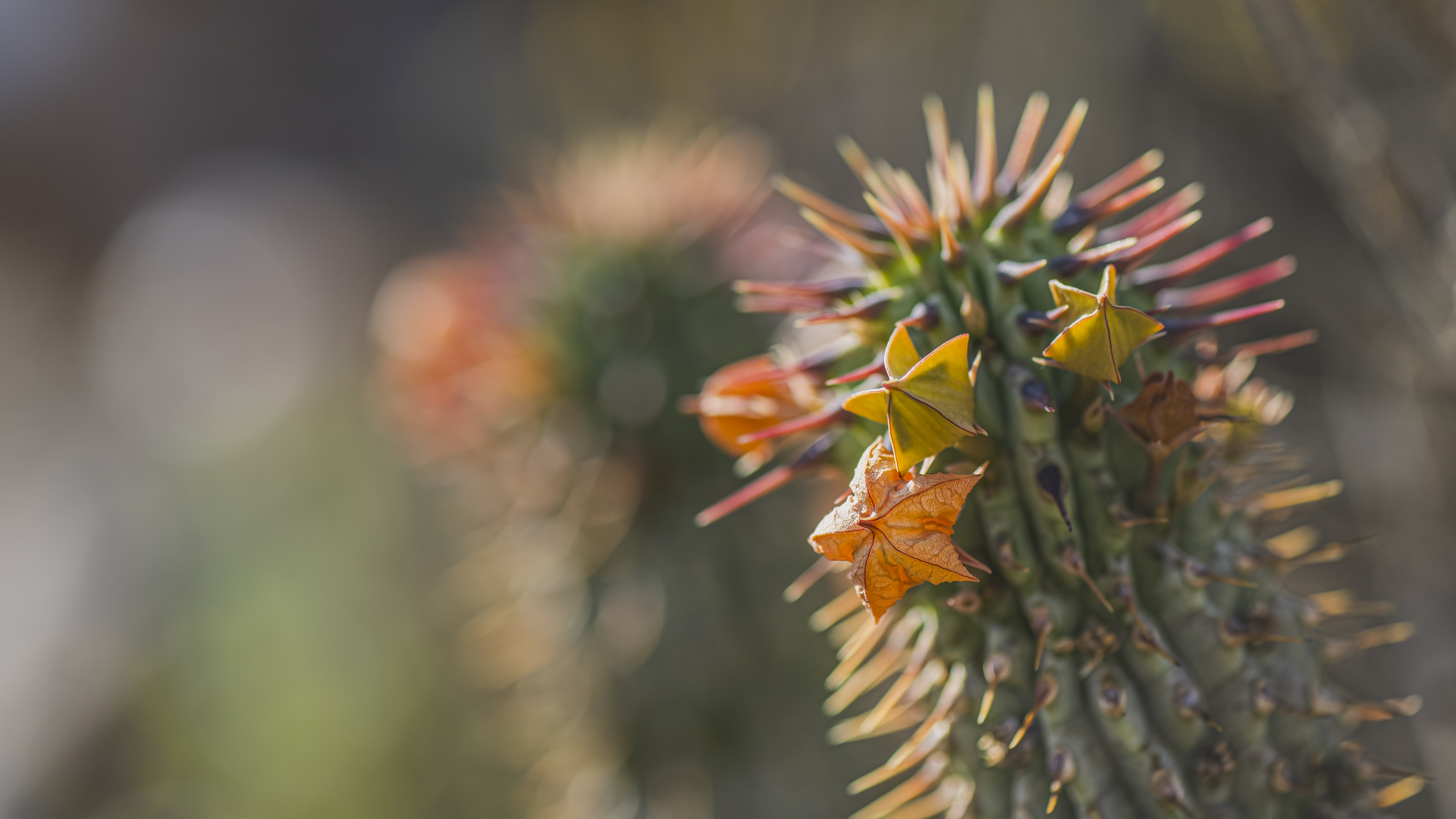 Hoodia flower identification view