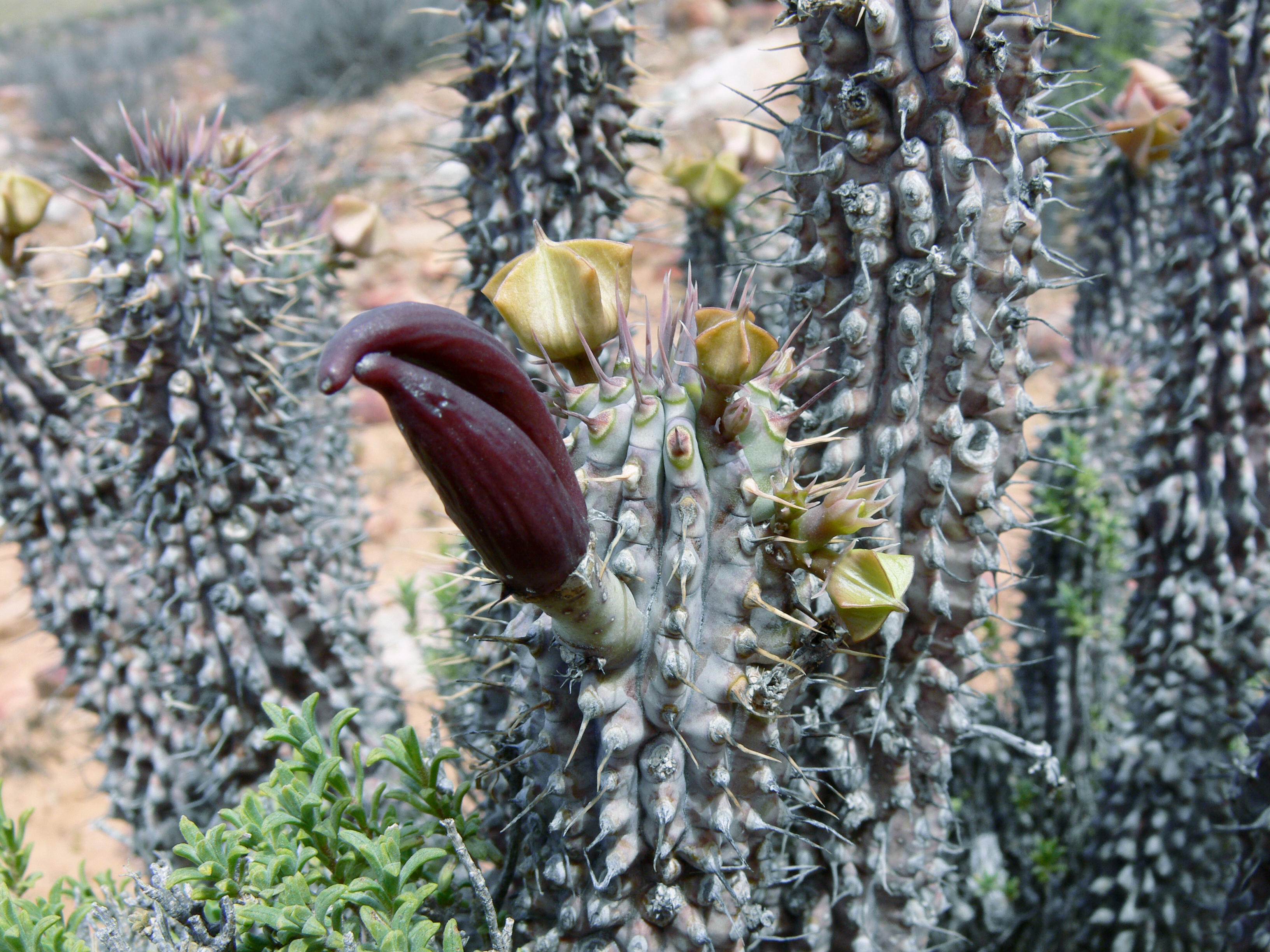 Hoodia fruit identification view