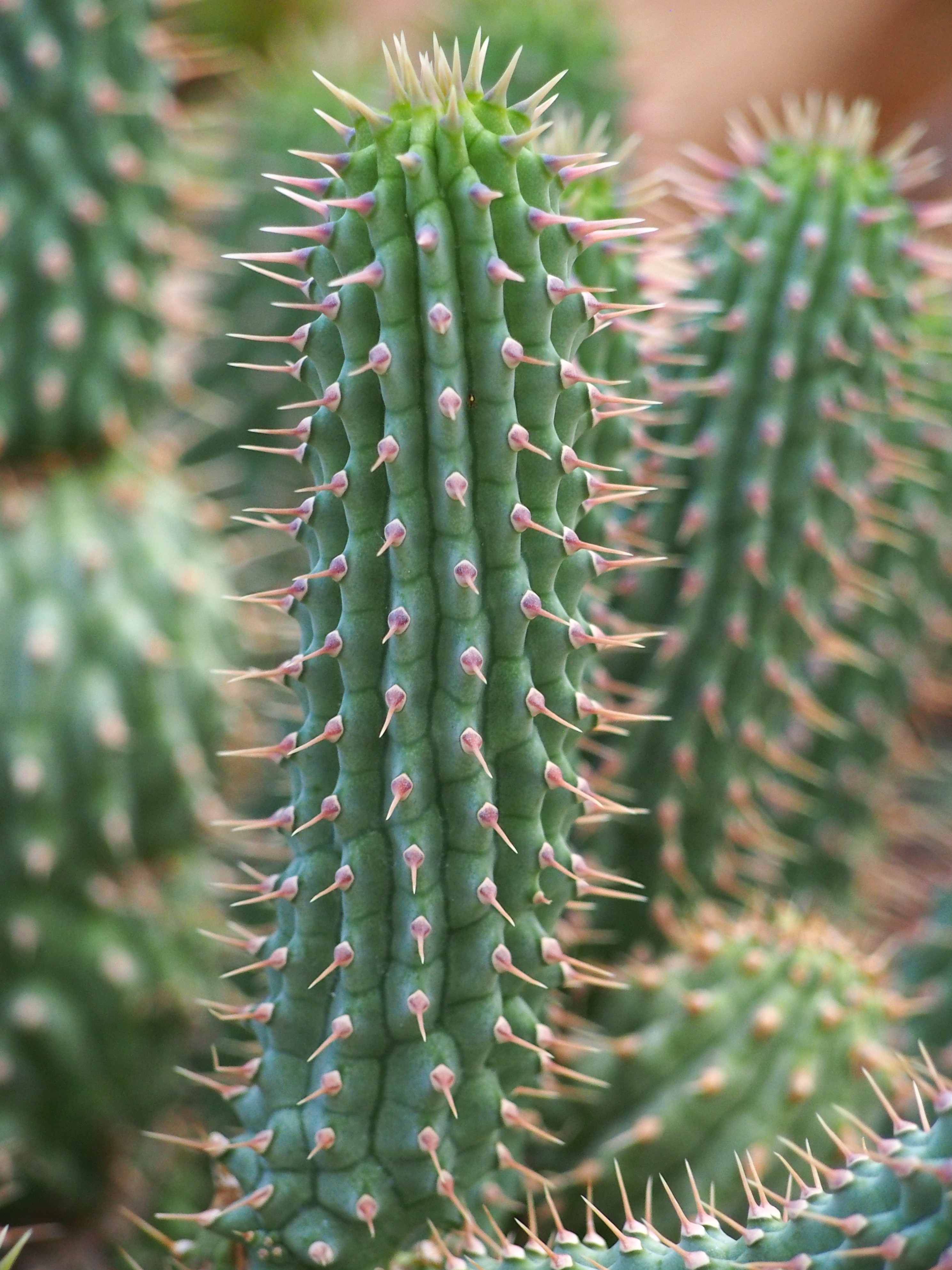 Hoodia plant identification view