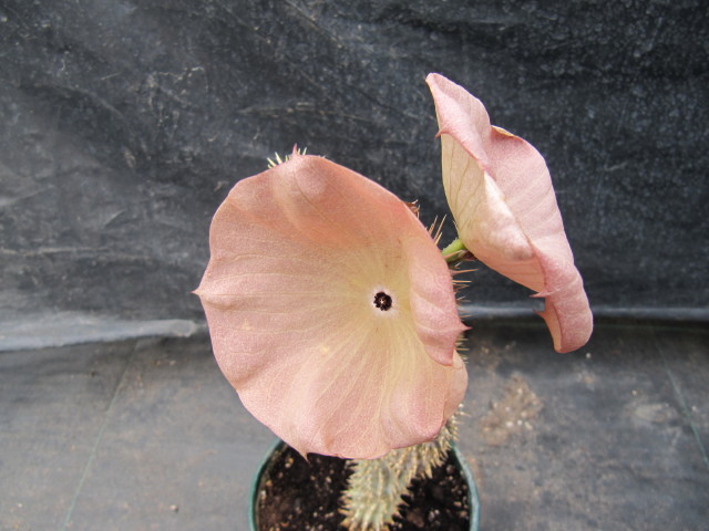 Hoodia stem identification view