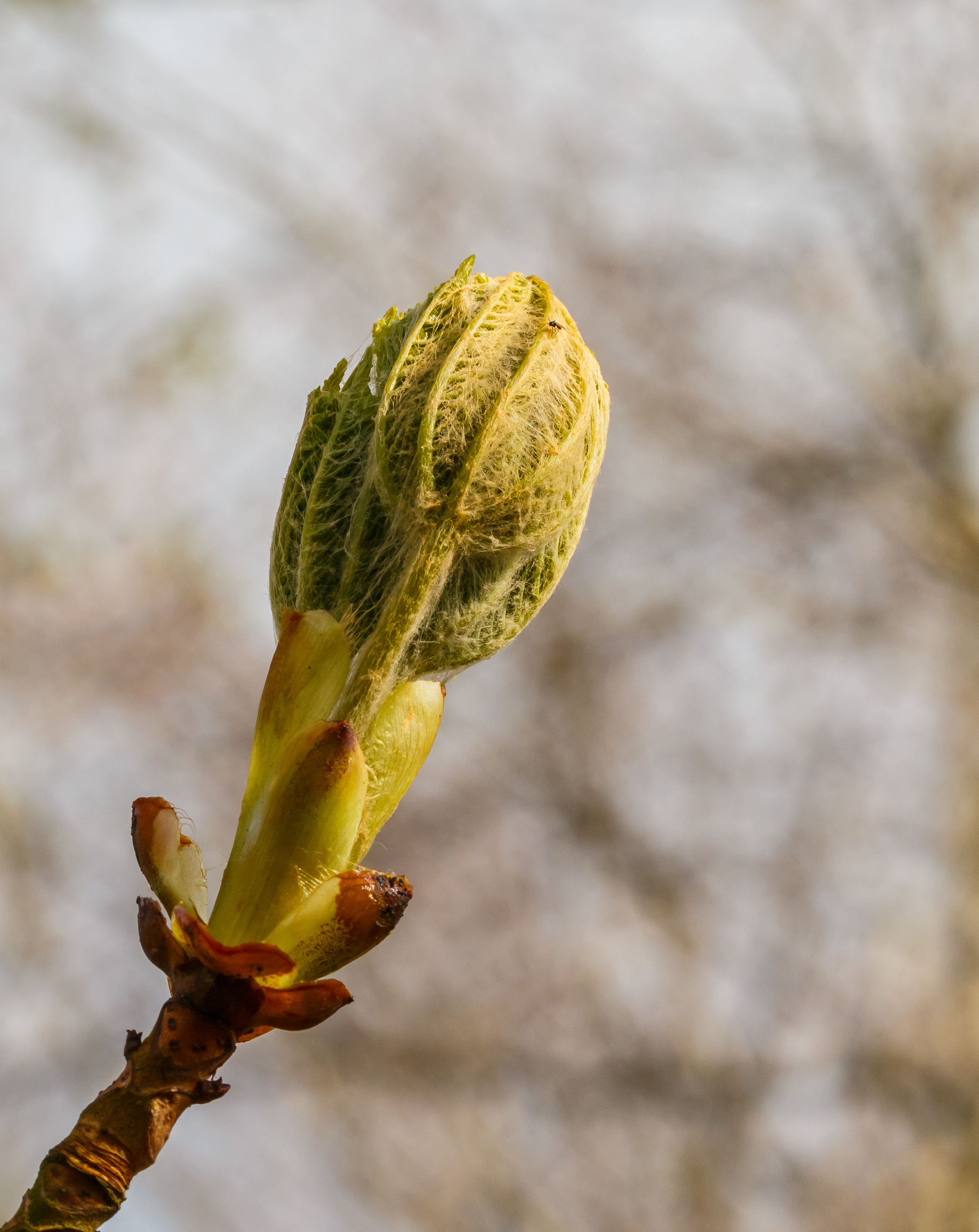 Horse chestnut flower identification view