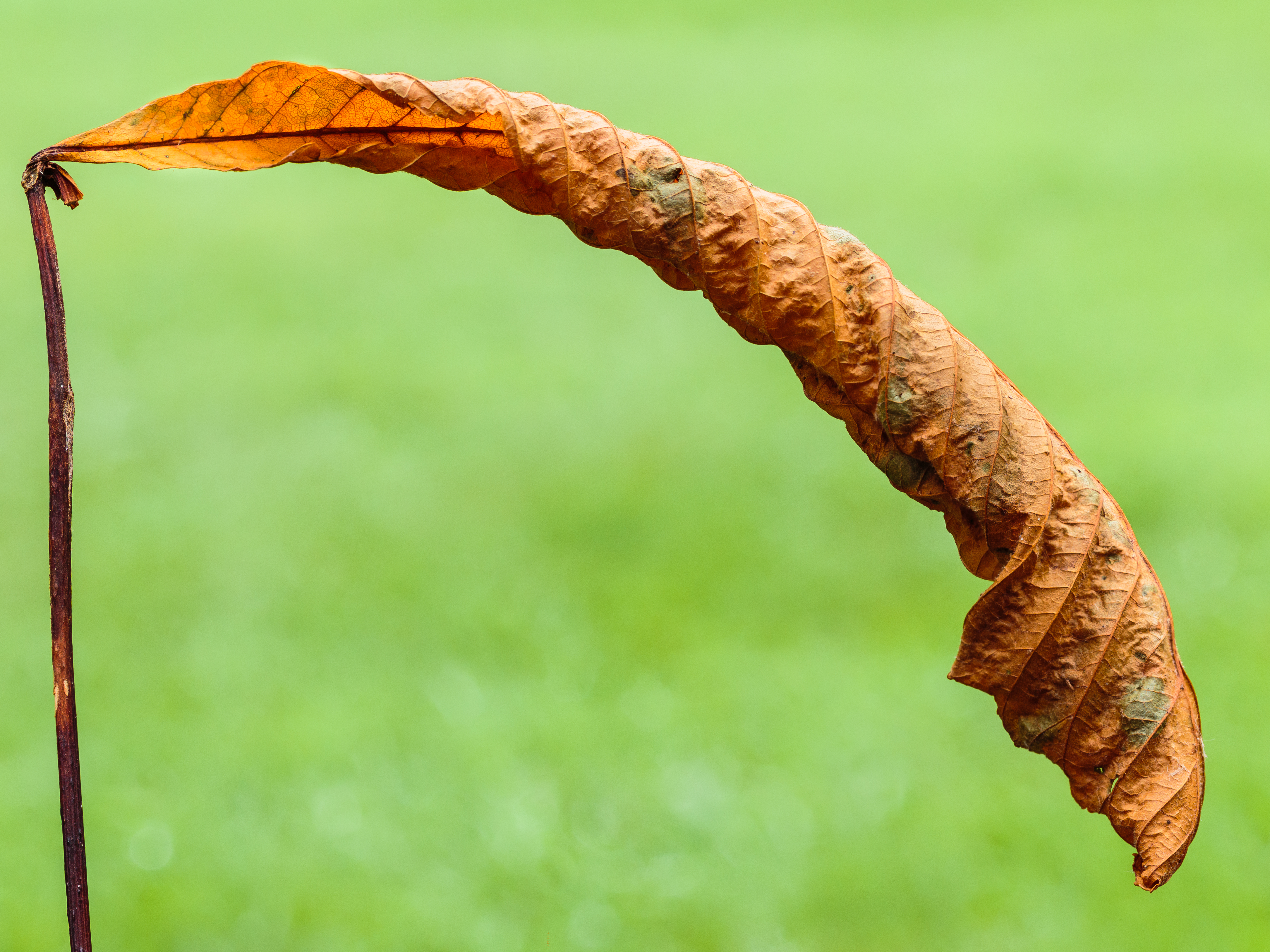 Horse chestnut leaf identification view