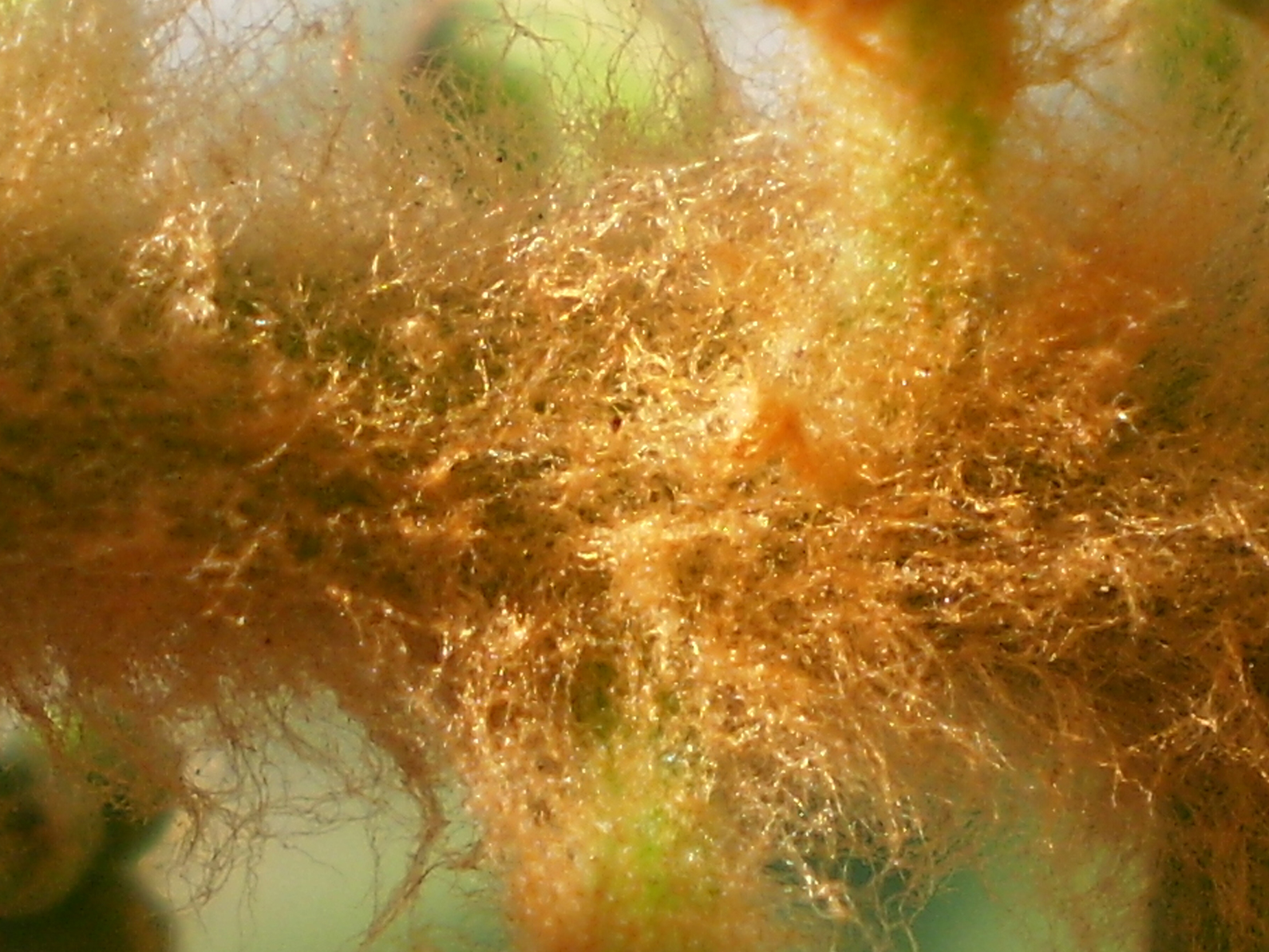 Horse chestnut stem identification view