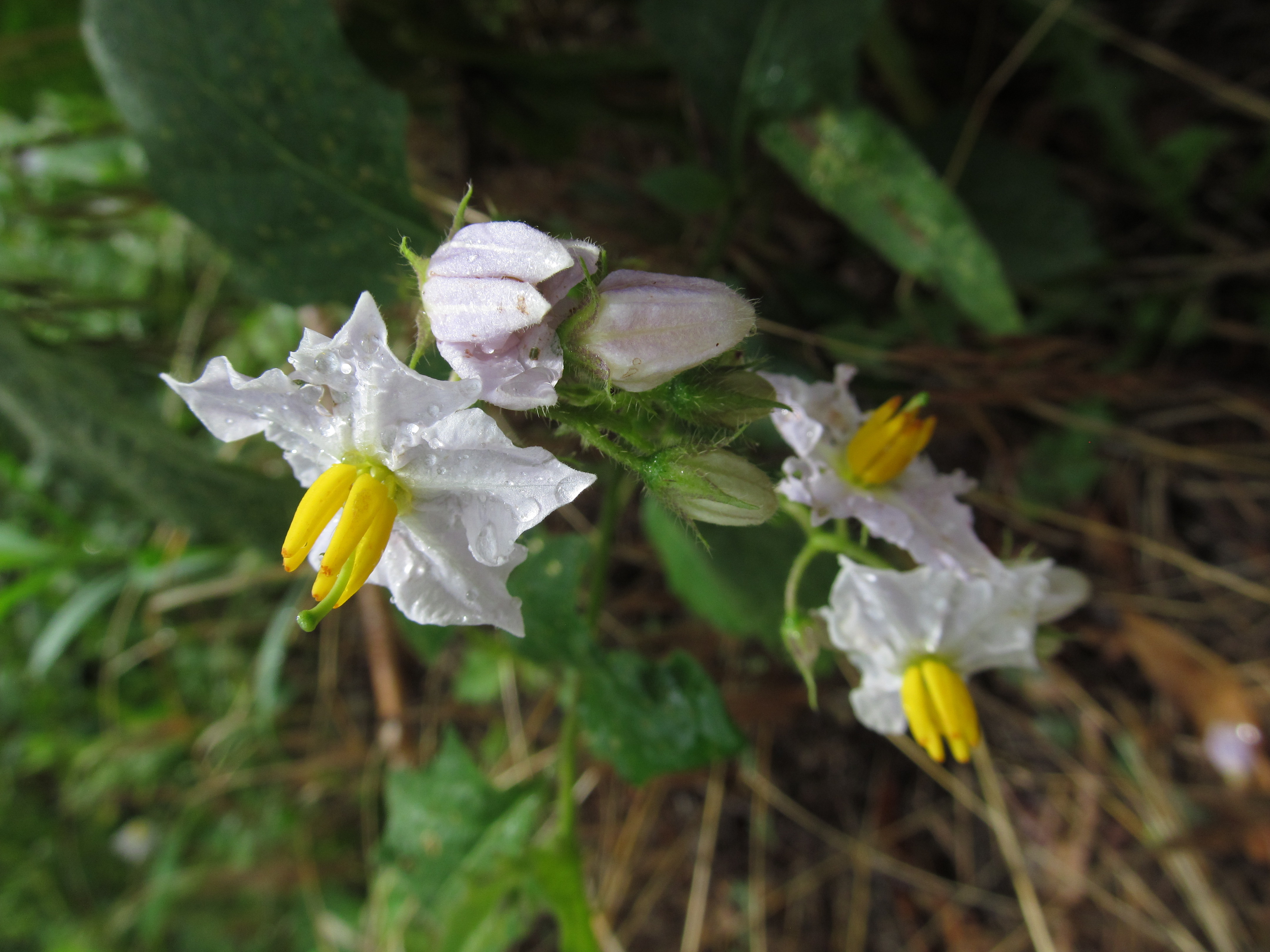 Horsenettle flower identification view