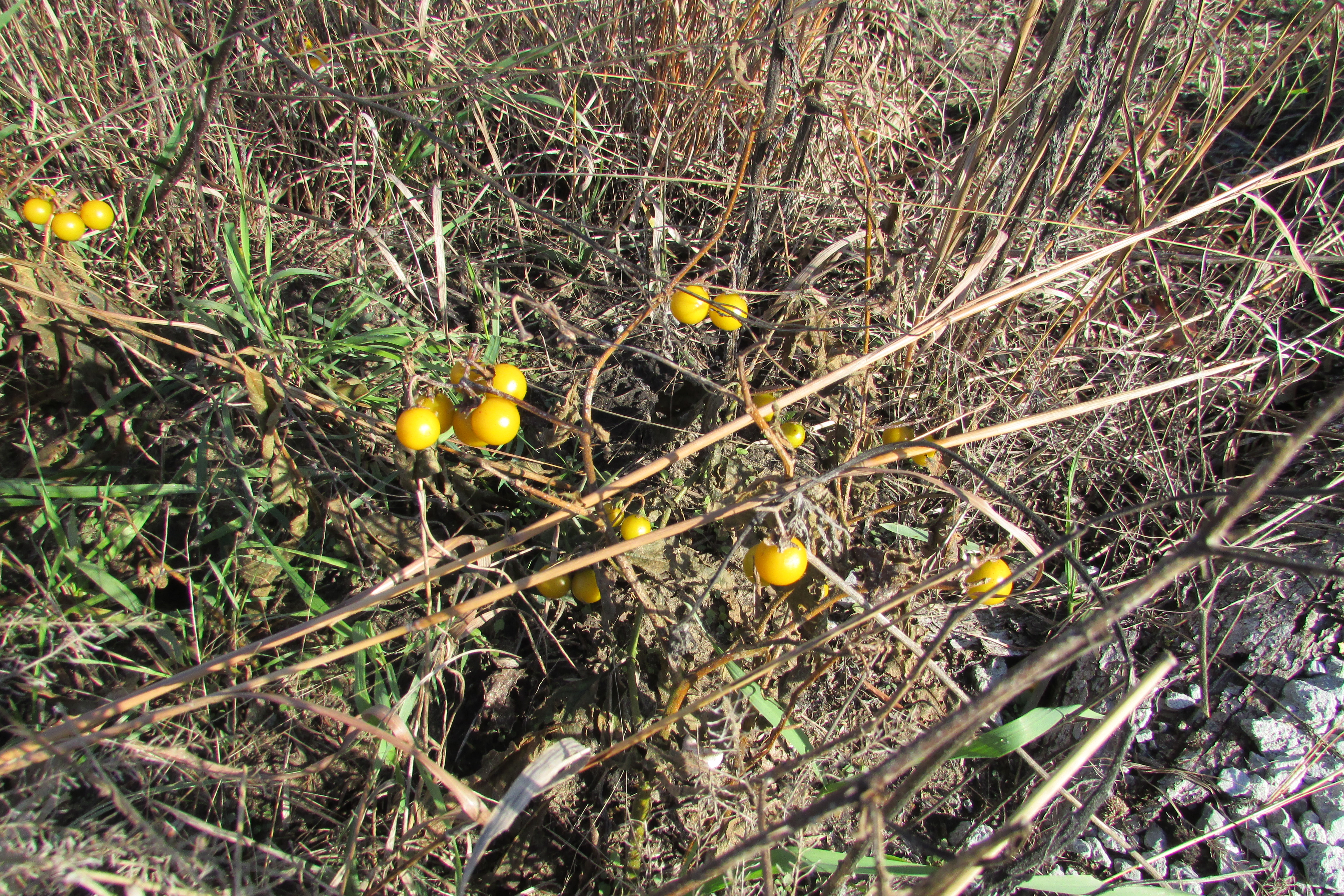 Horsenettle fruit identification view