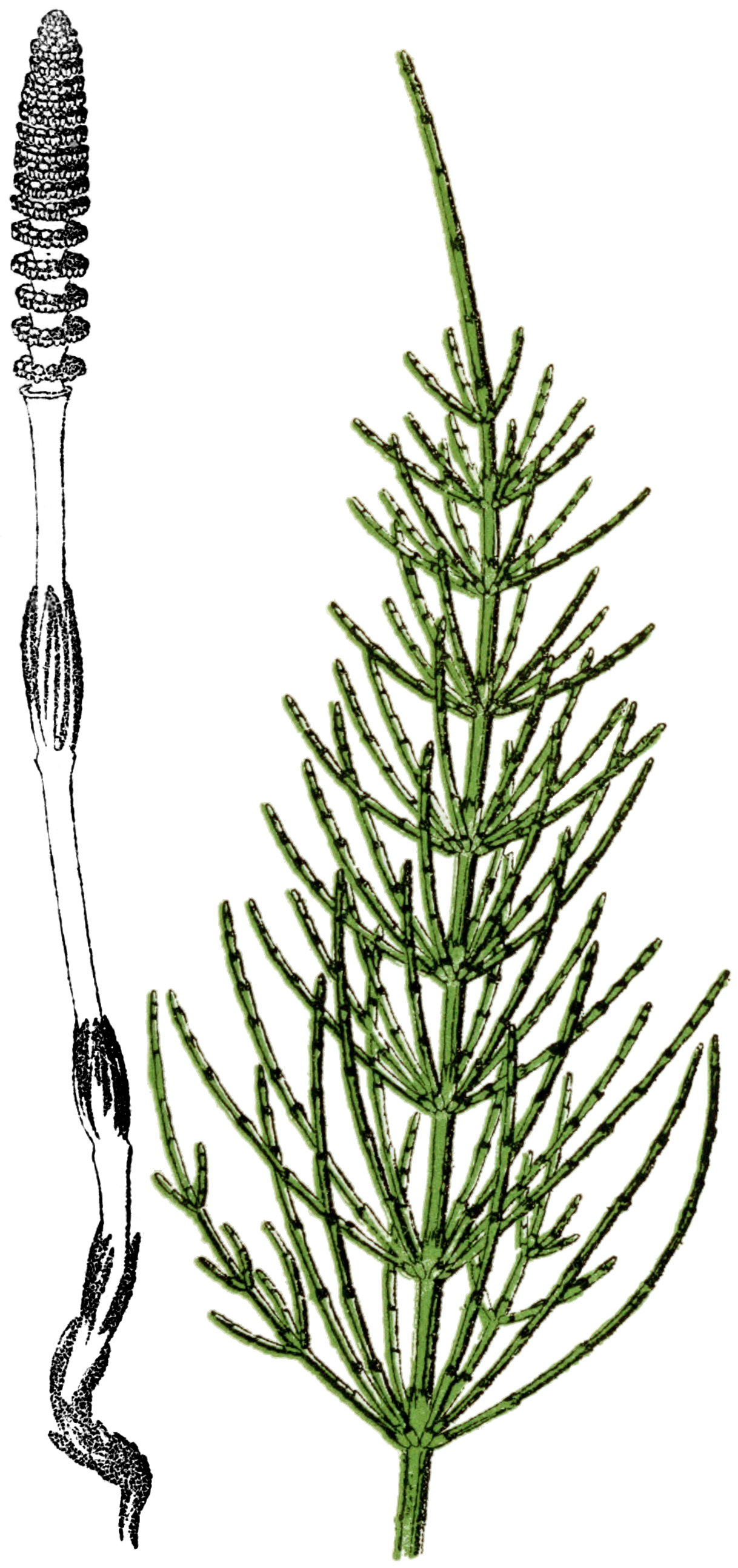 Horsetail flower identification view