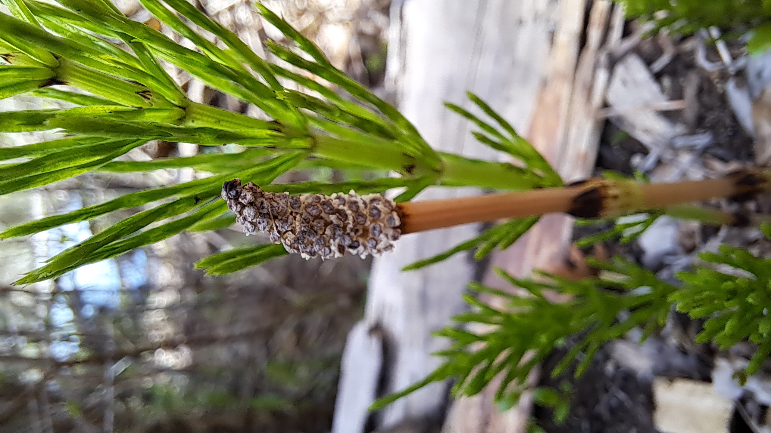 Horsetail fruit identification view