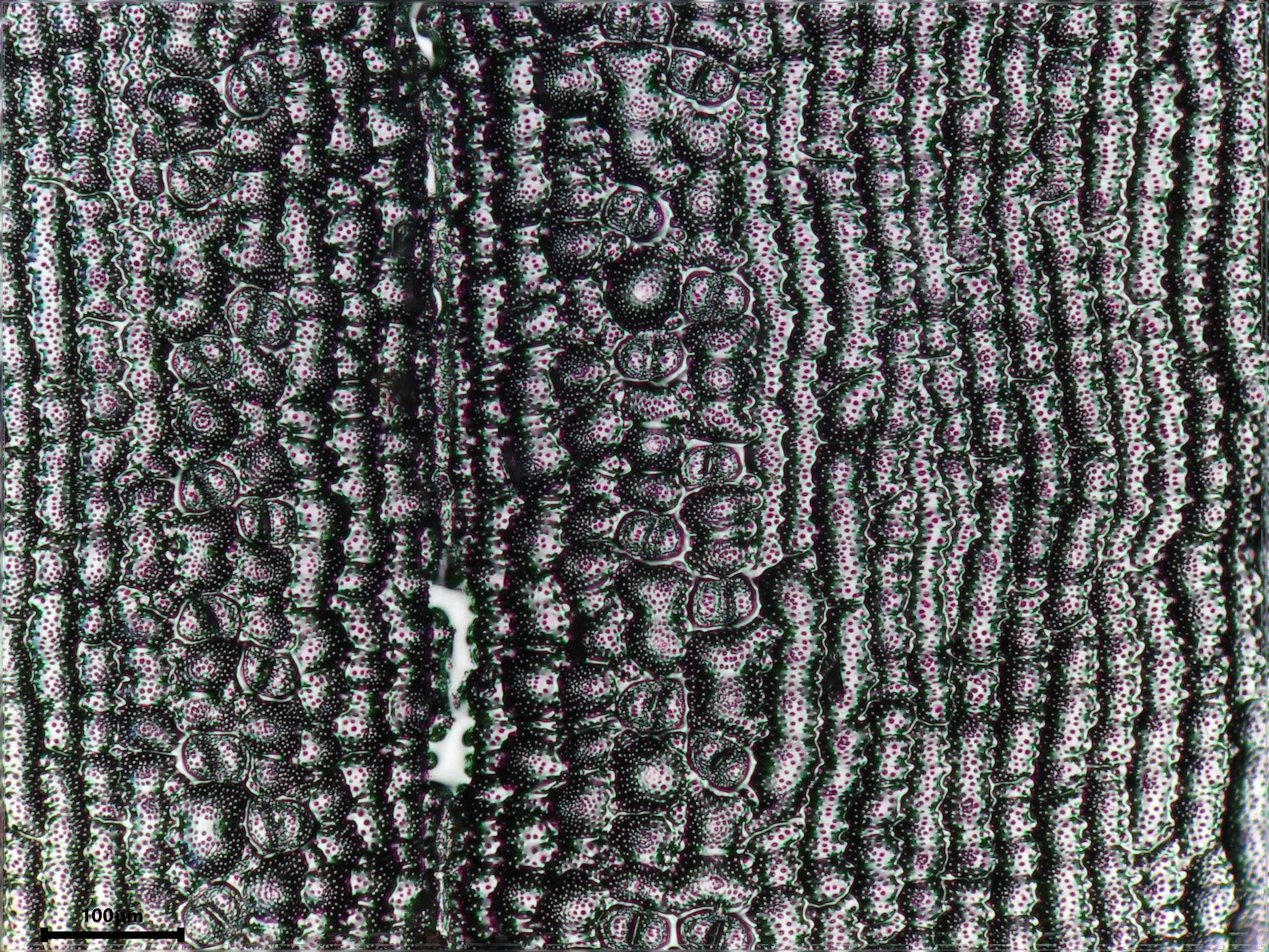 Horsetail leaf identification view