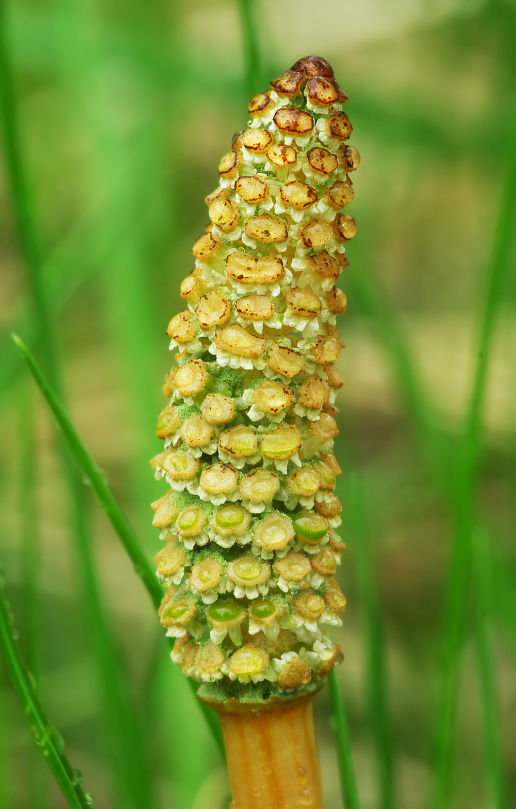 Horsetail stem identification view