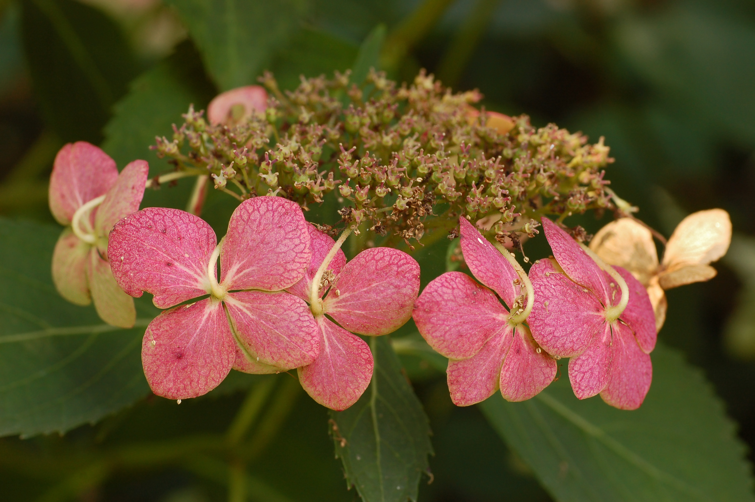Bigleaf Hydrangea flower identification view