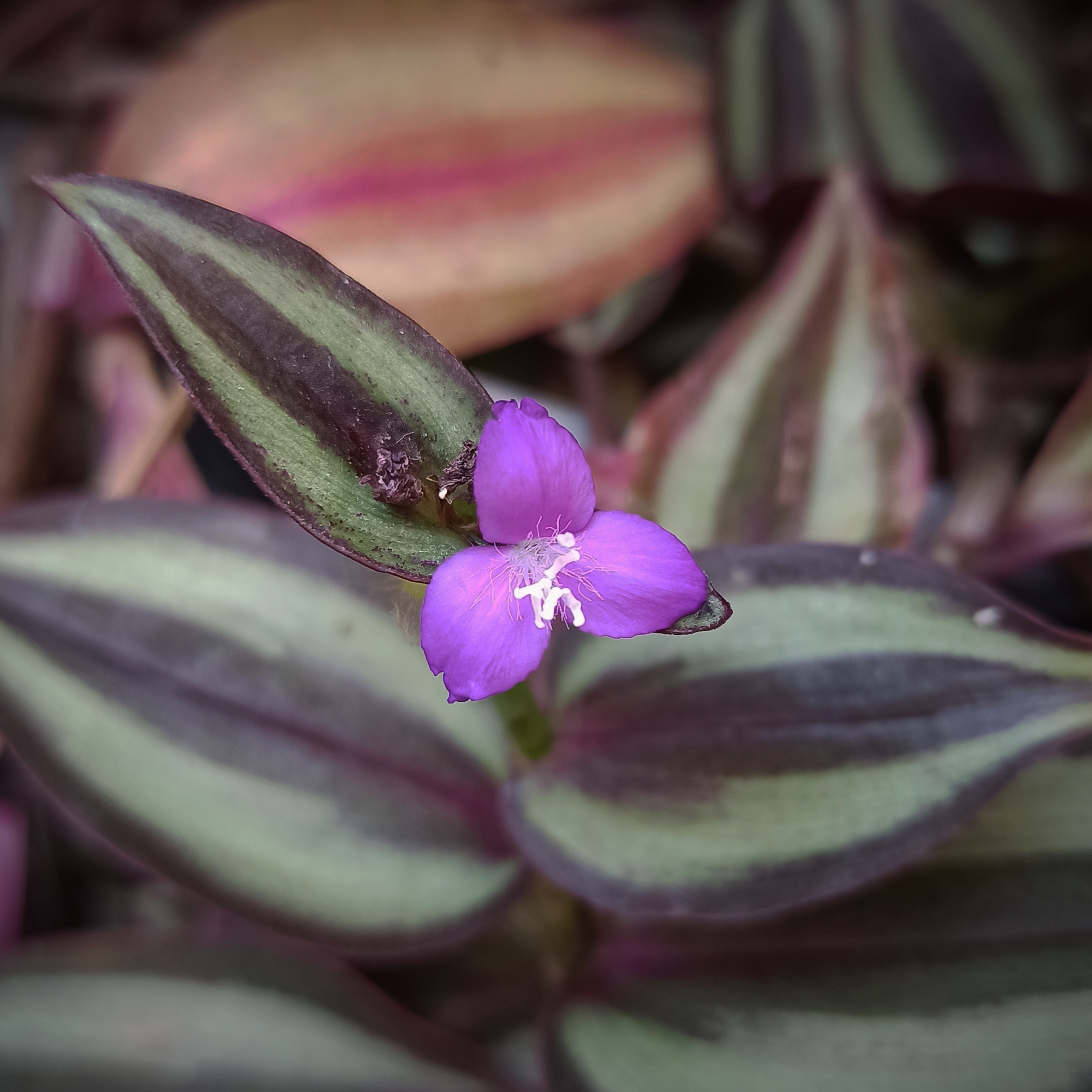 Inchplant flower identification view