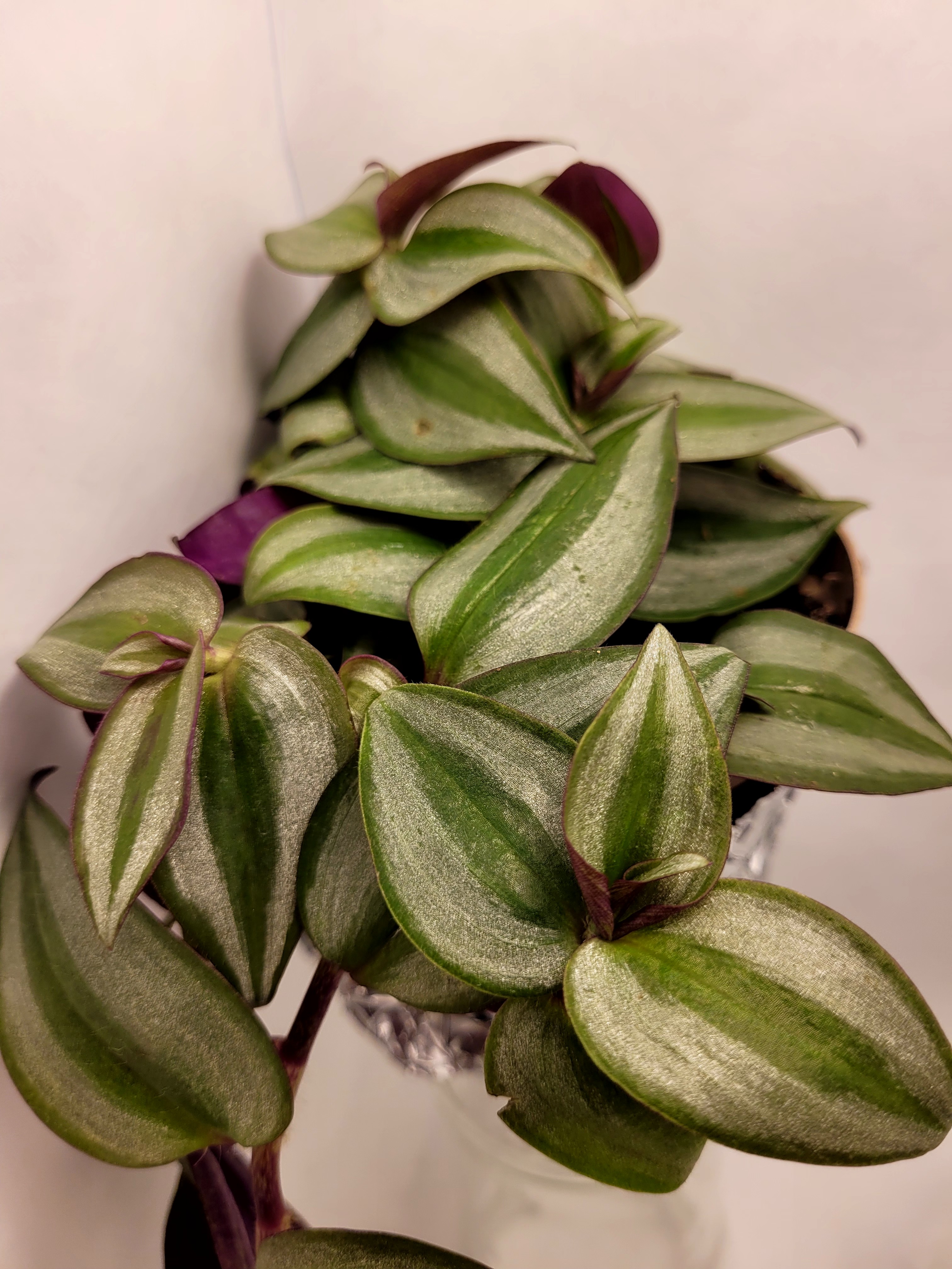 Inchplant leaf identification view