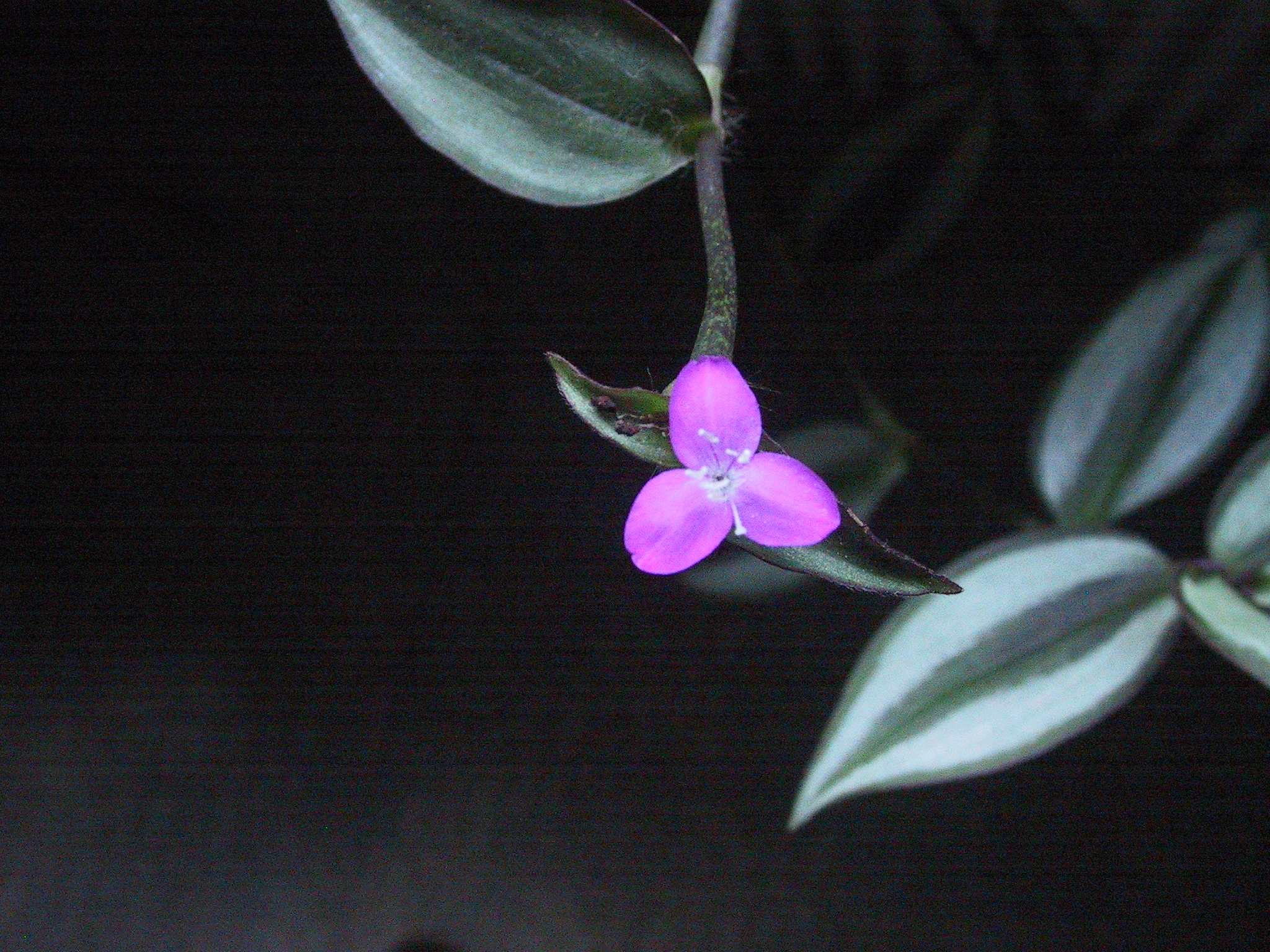 Inchplant plant identification view