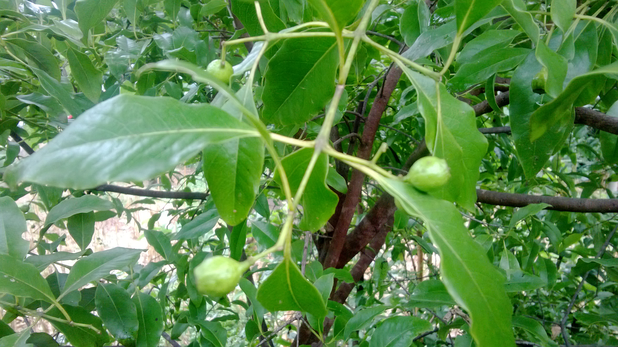 Indian sandalwood fruit identification view