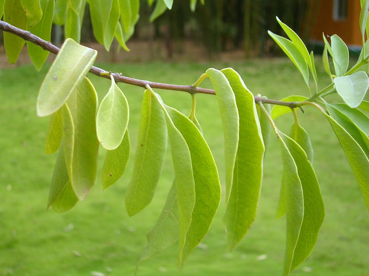 Indian sandalwood leaf identification view