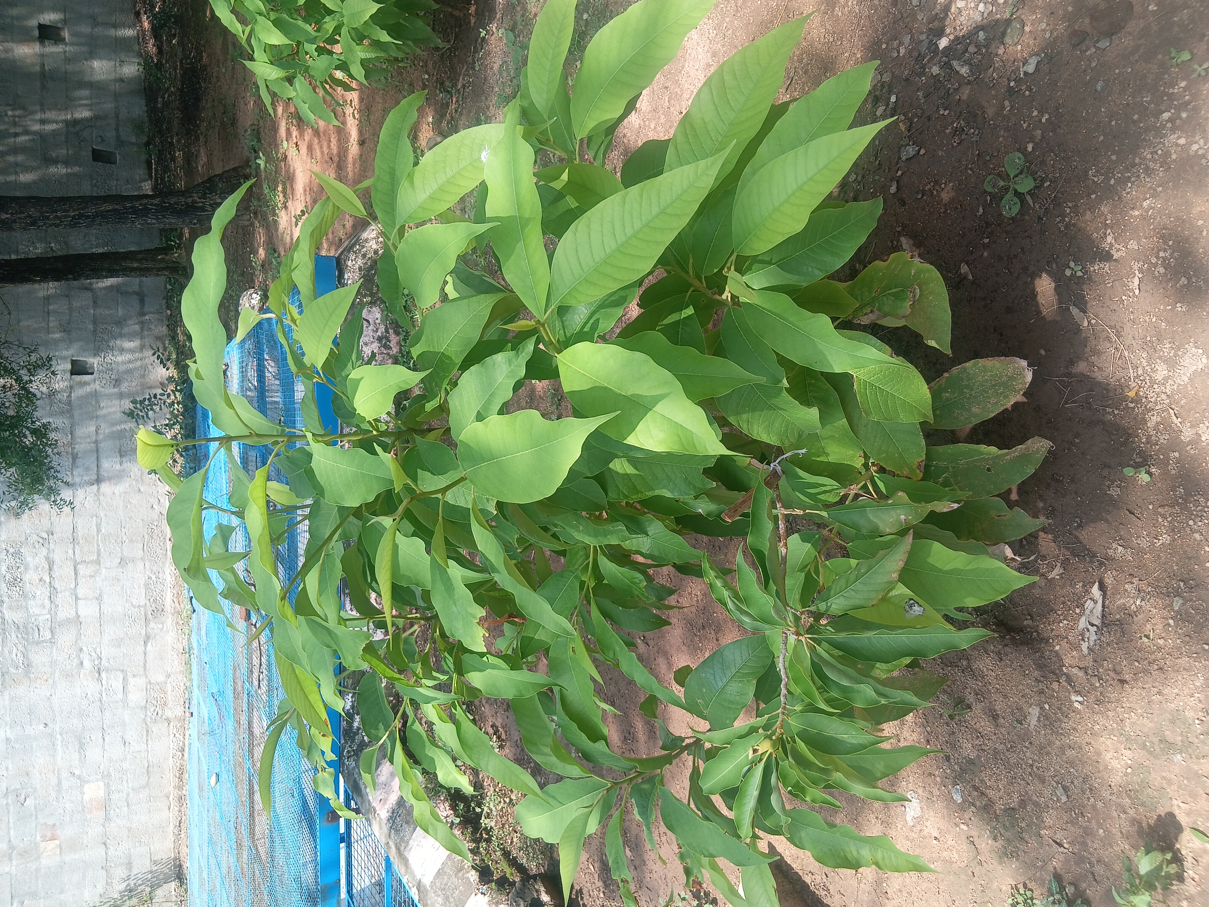 Indian sandalwood plant identification view